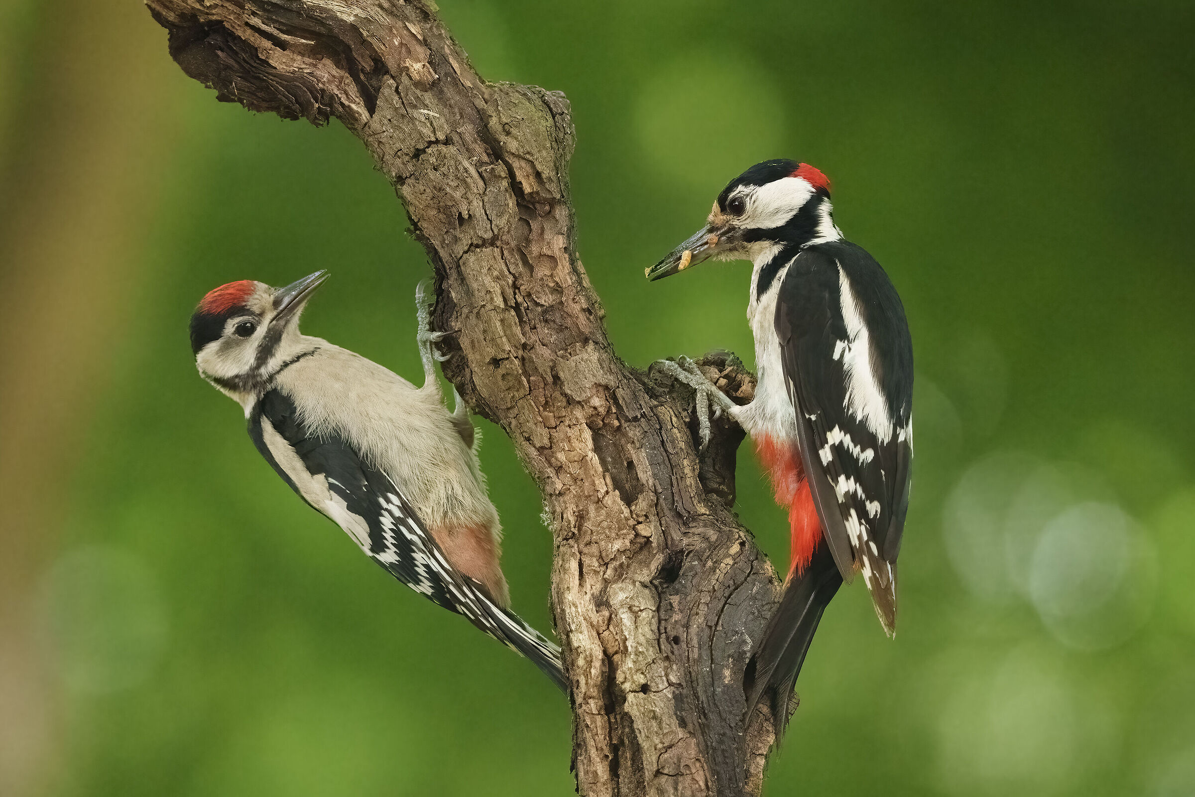 Spotted woodpecker at the Boulder Shed