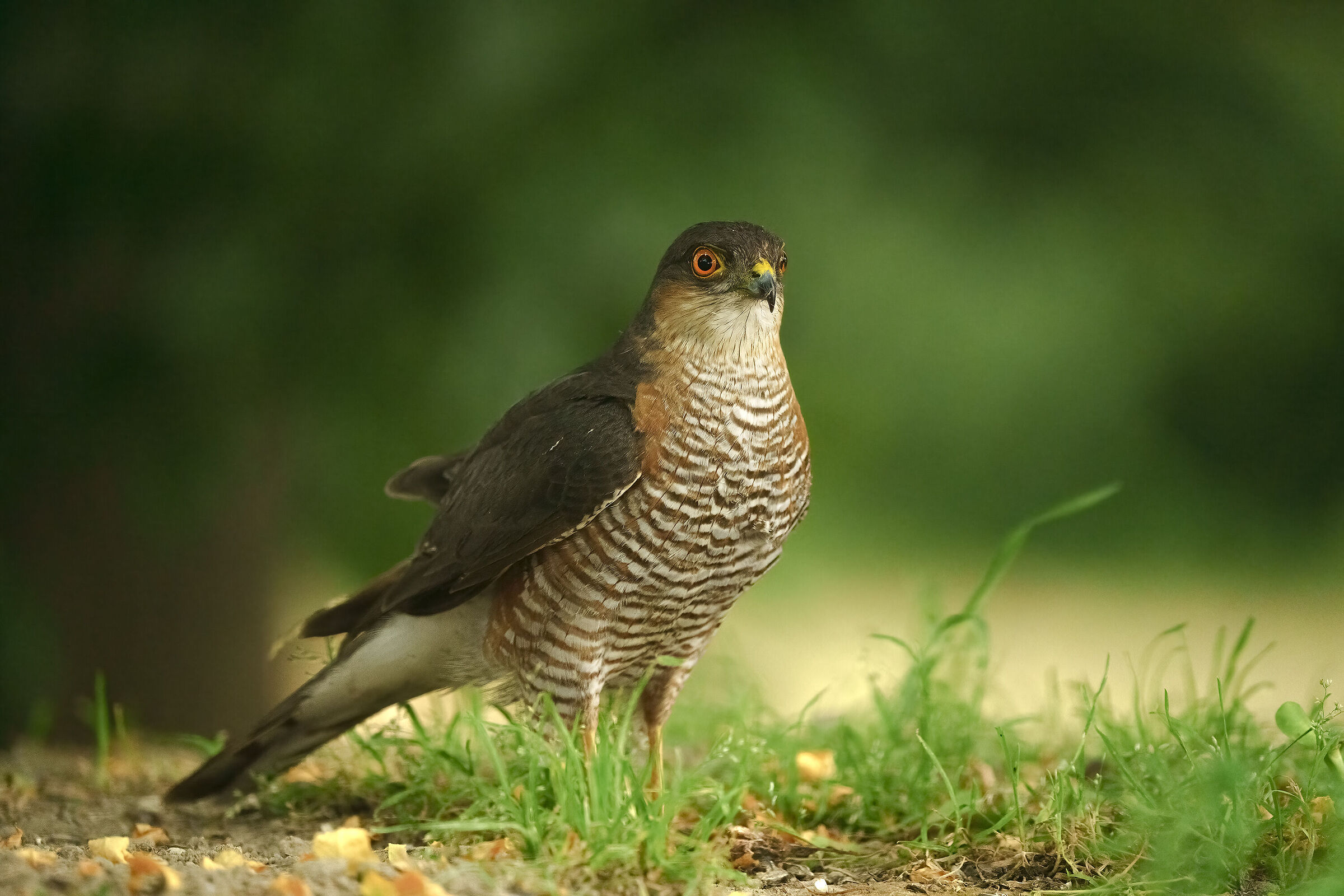 Sparrowhawk at the Husk Hut