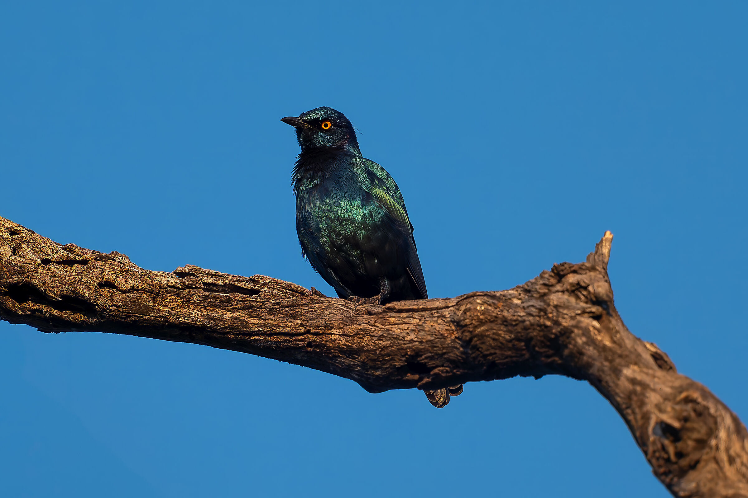 Storno splendente alirosse
