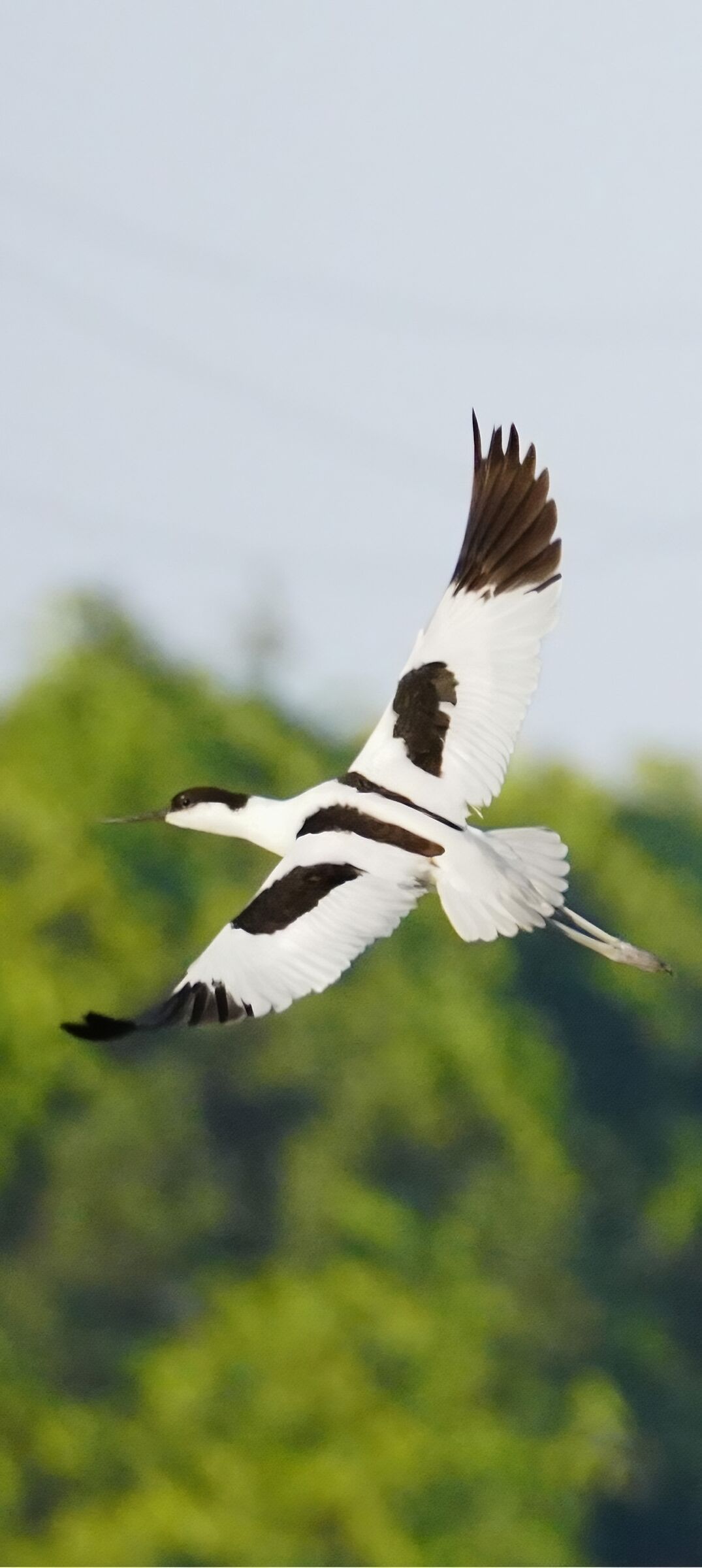 Avocet