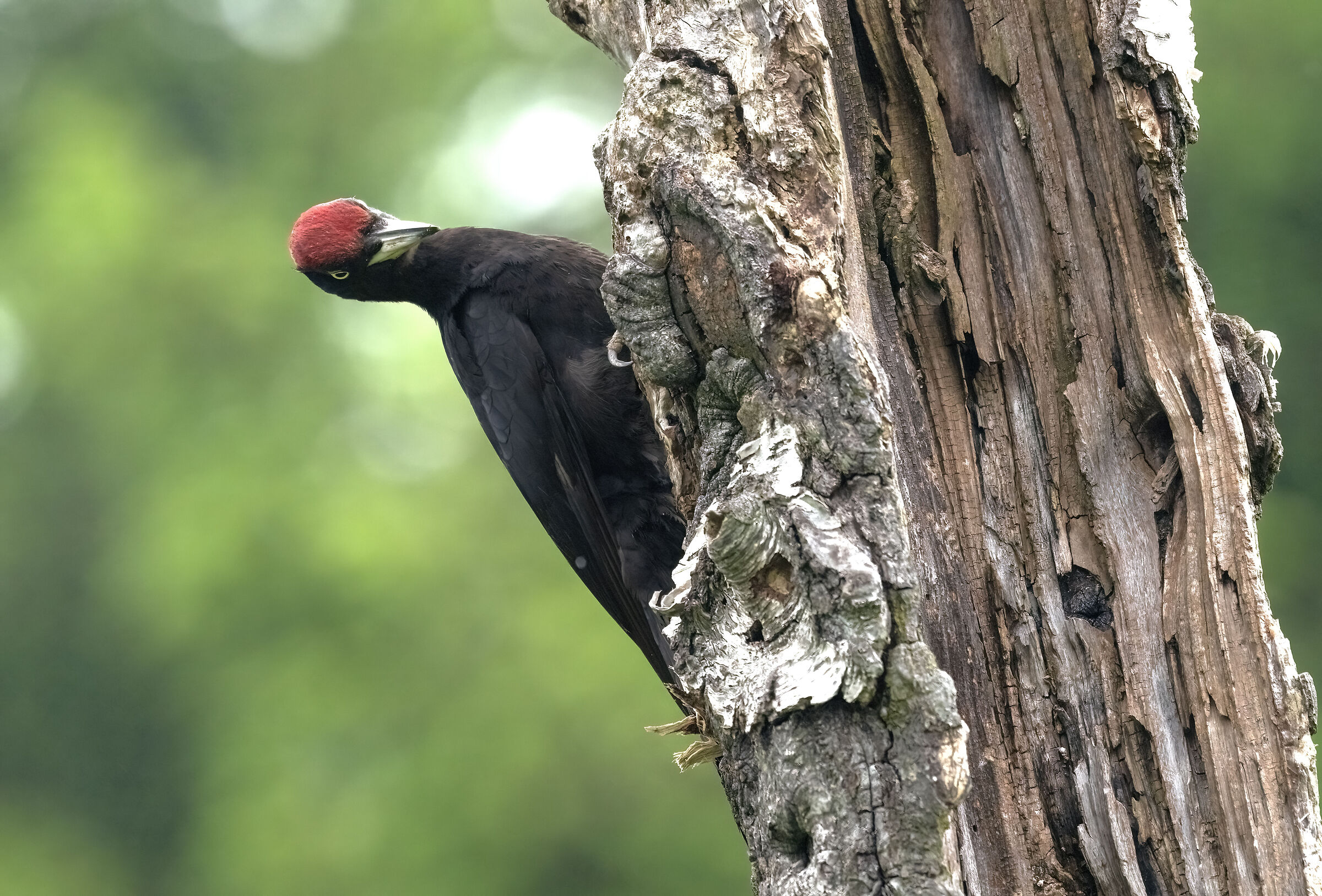 Male Black Woodpecker