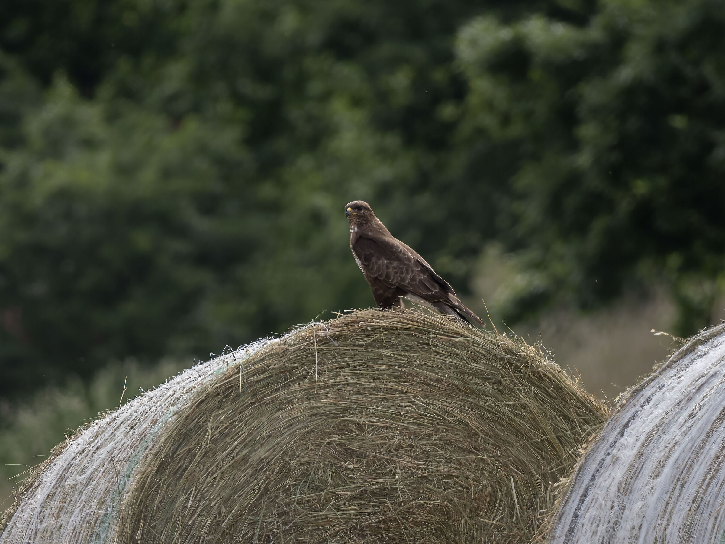 Buzzard