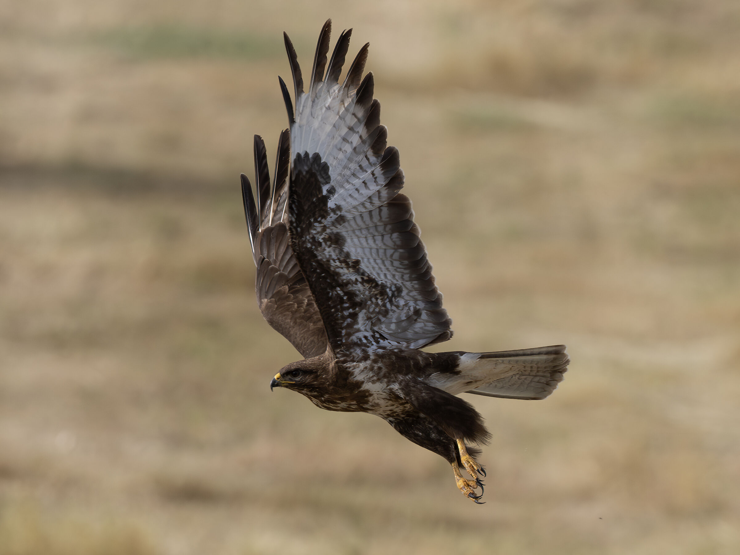 Buzzard