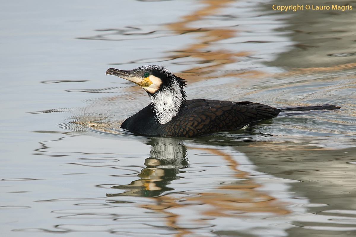 Cormoran in the colors