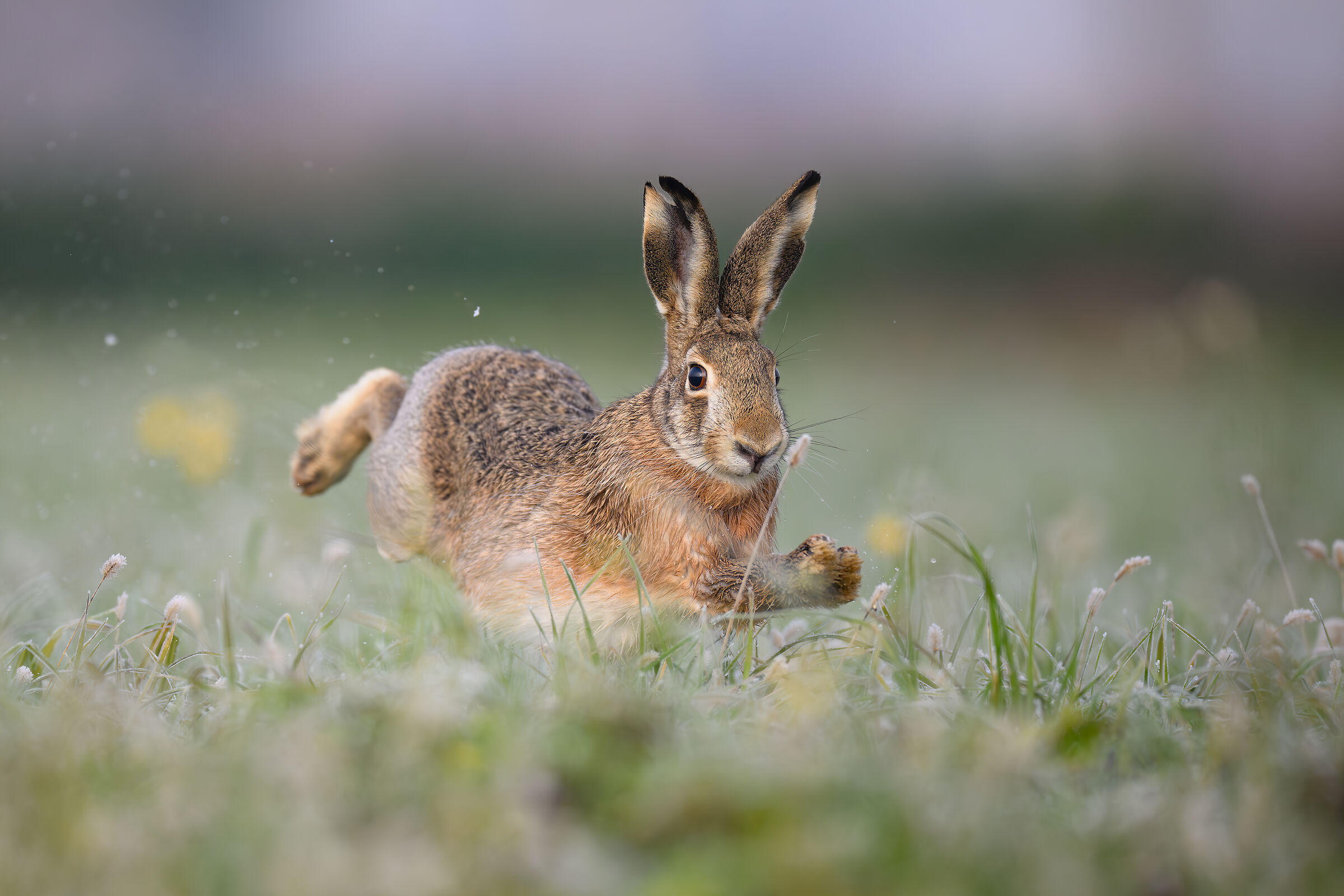 Hare galloping in mustard, 600mm f4 (at f4)