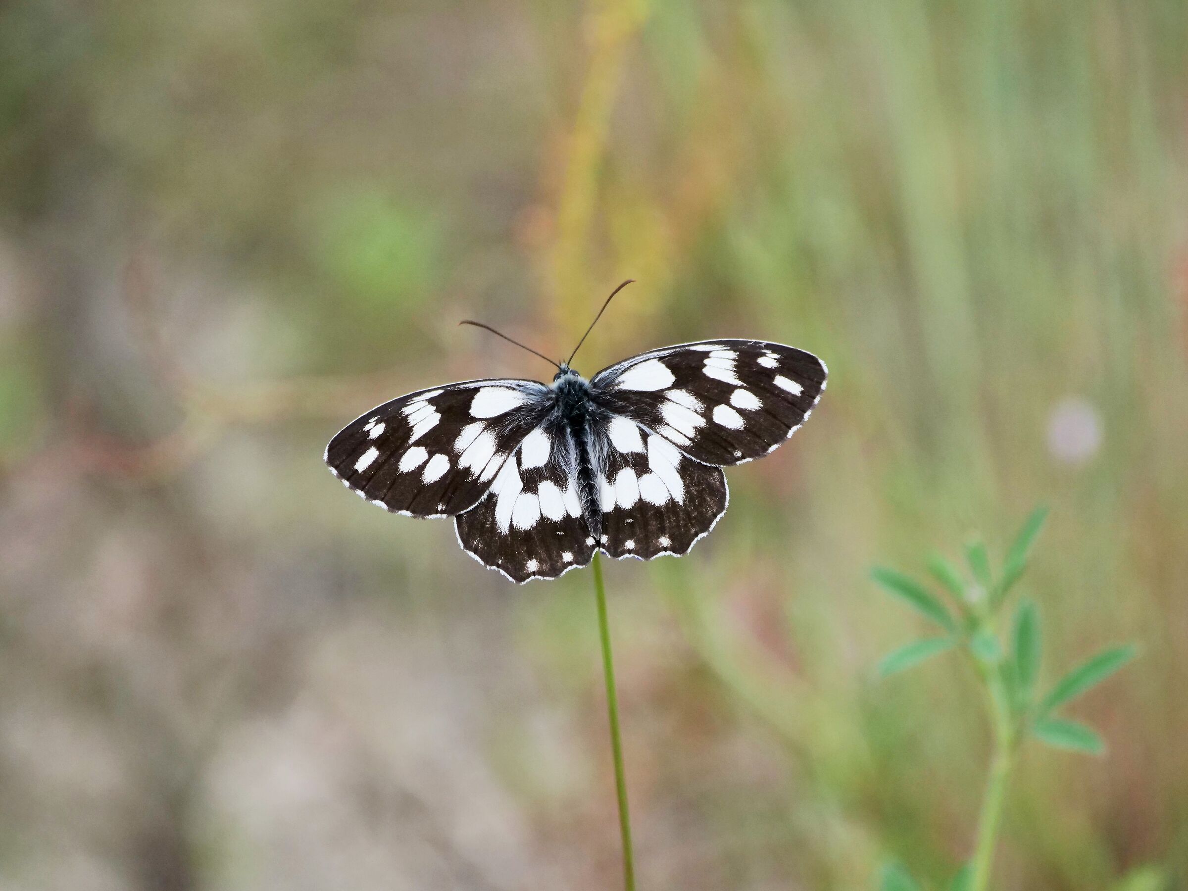 Melanargia galathea f. procida Herbst