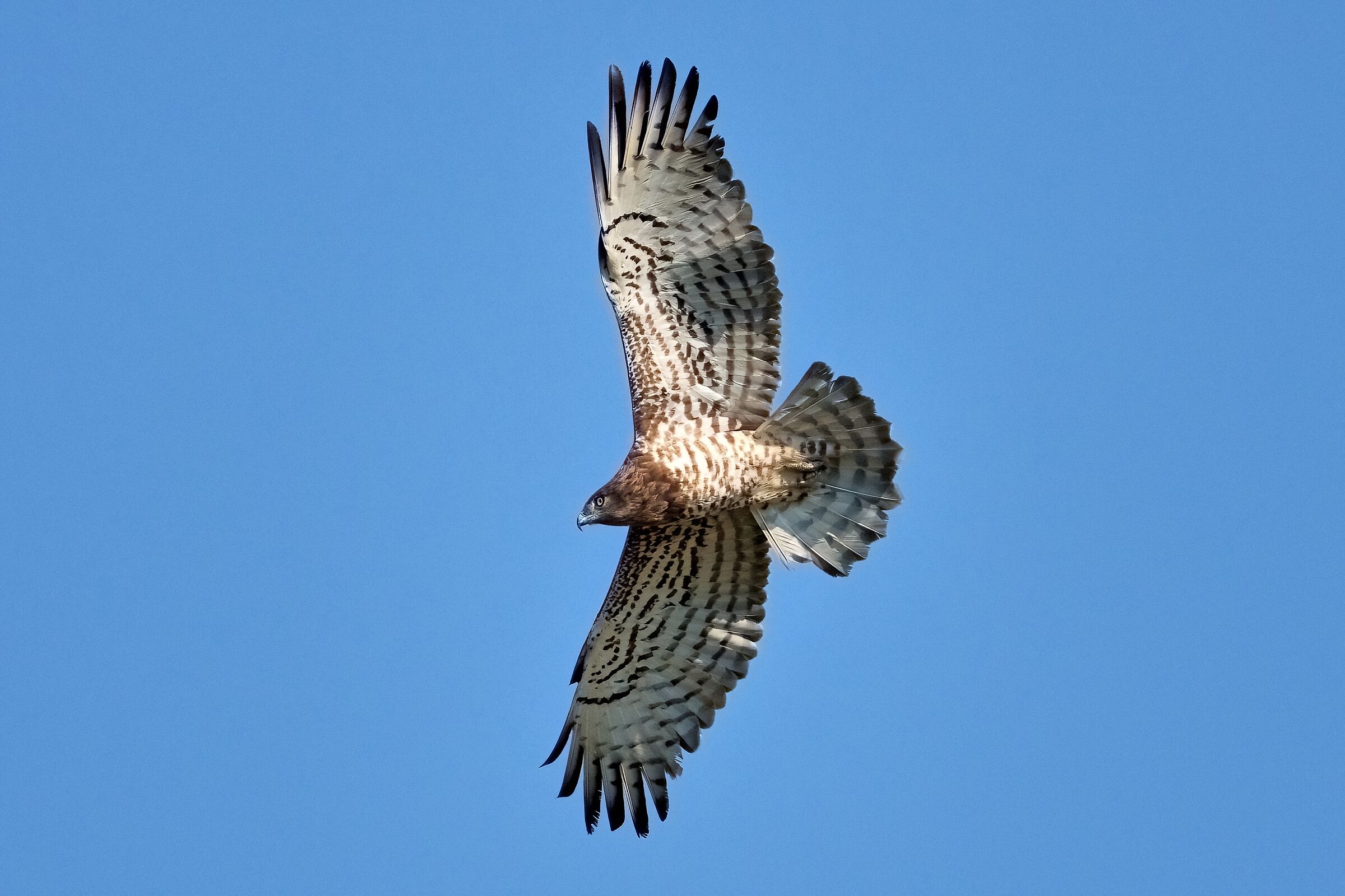 Short-toed eagle or Snake eagle (Circaetus gallicus)