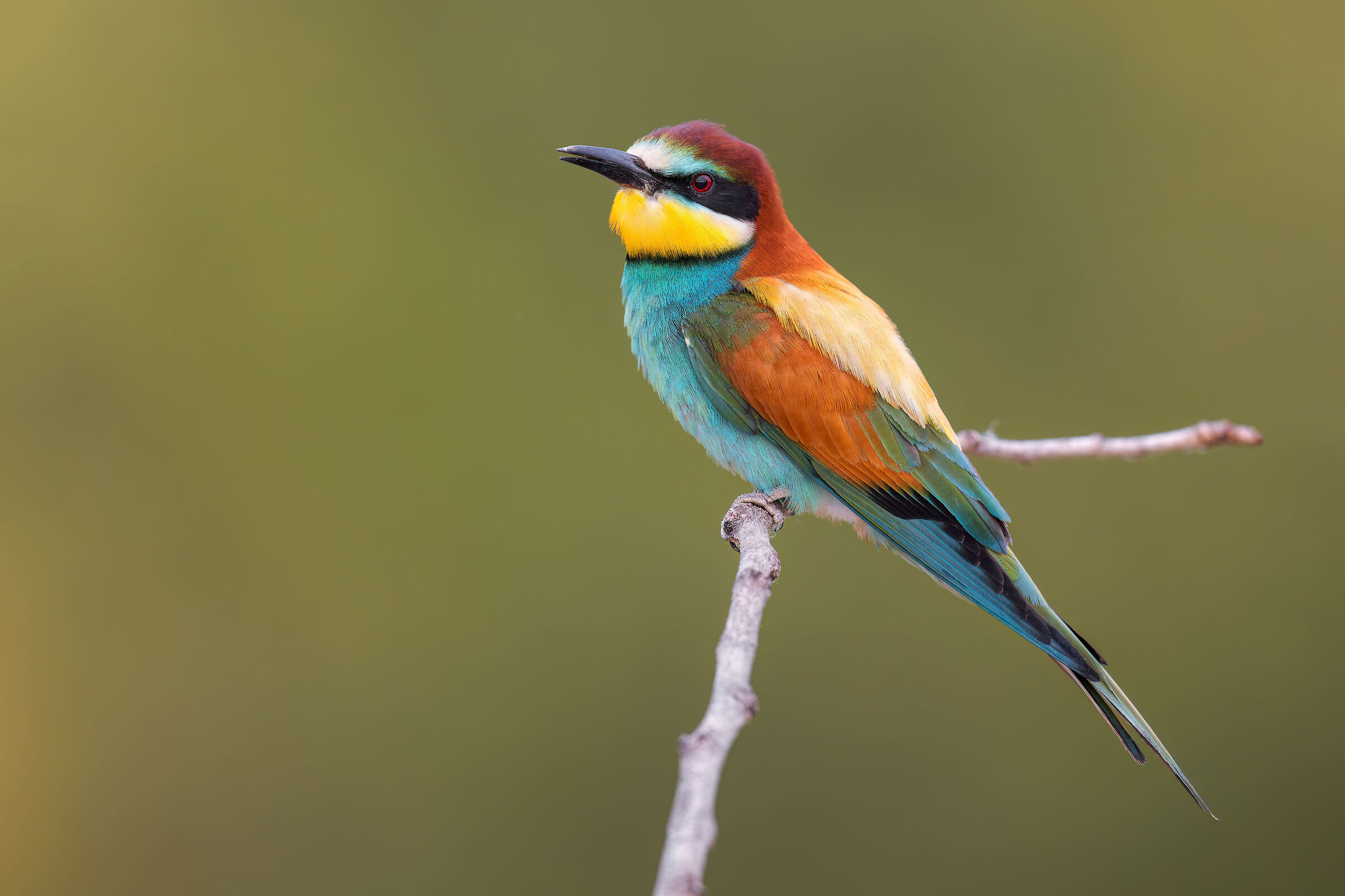 Bee-eater