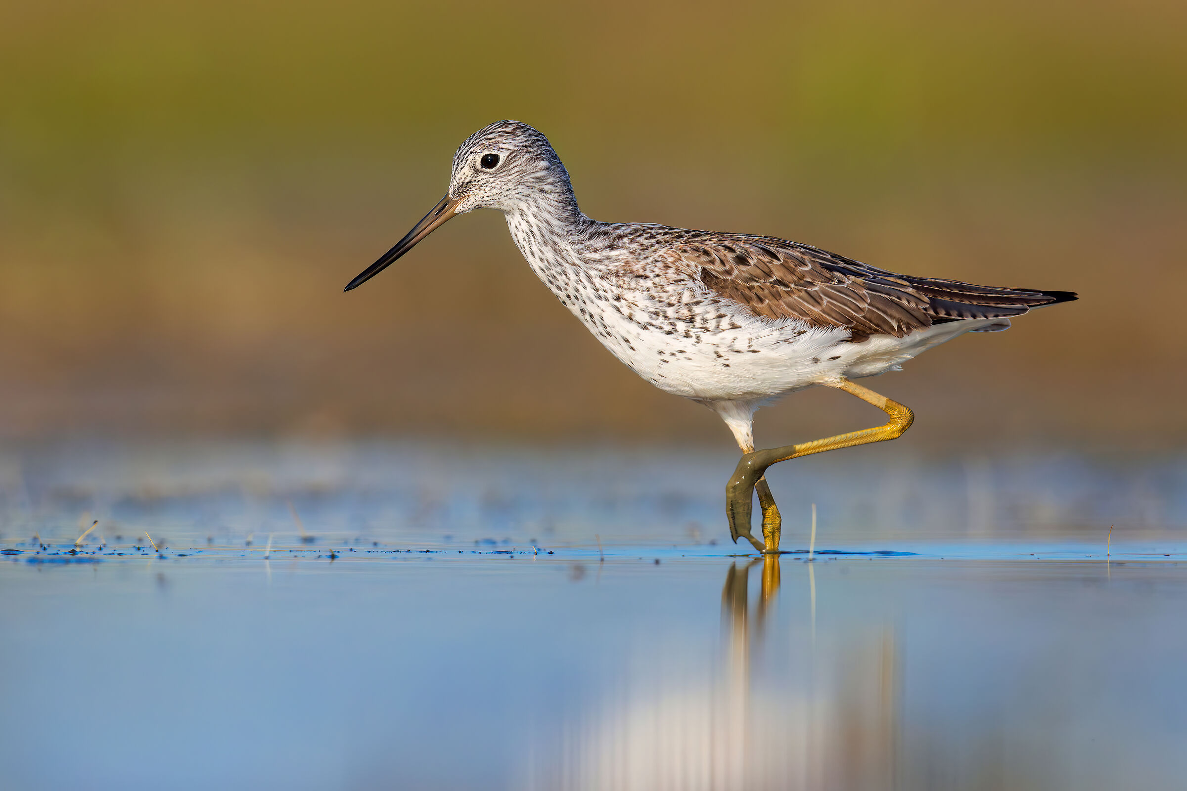 Greenshank