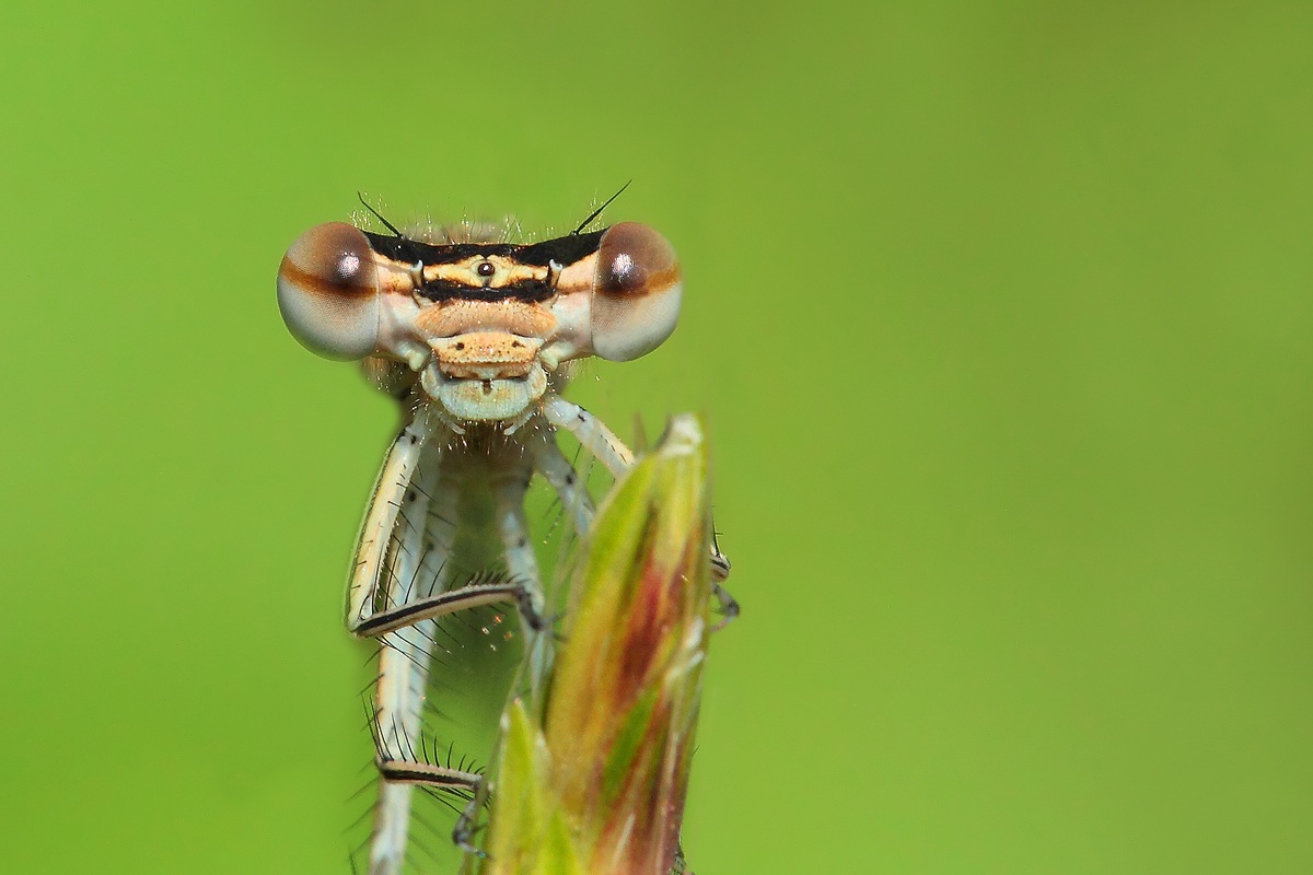Testa di... libellula