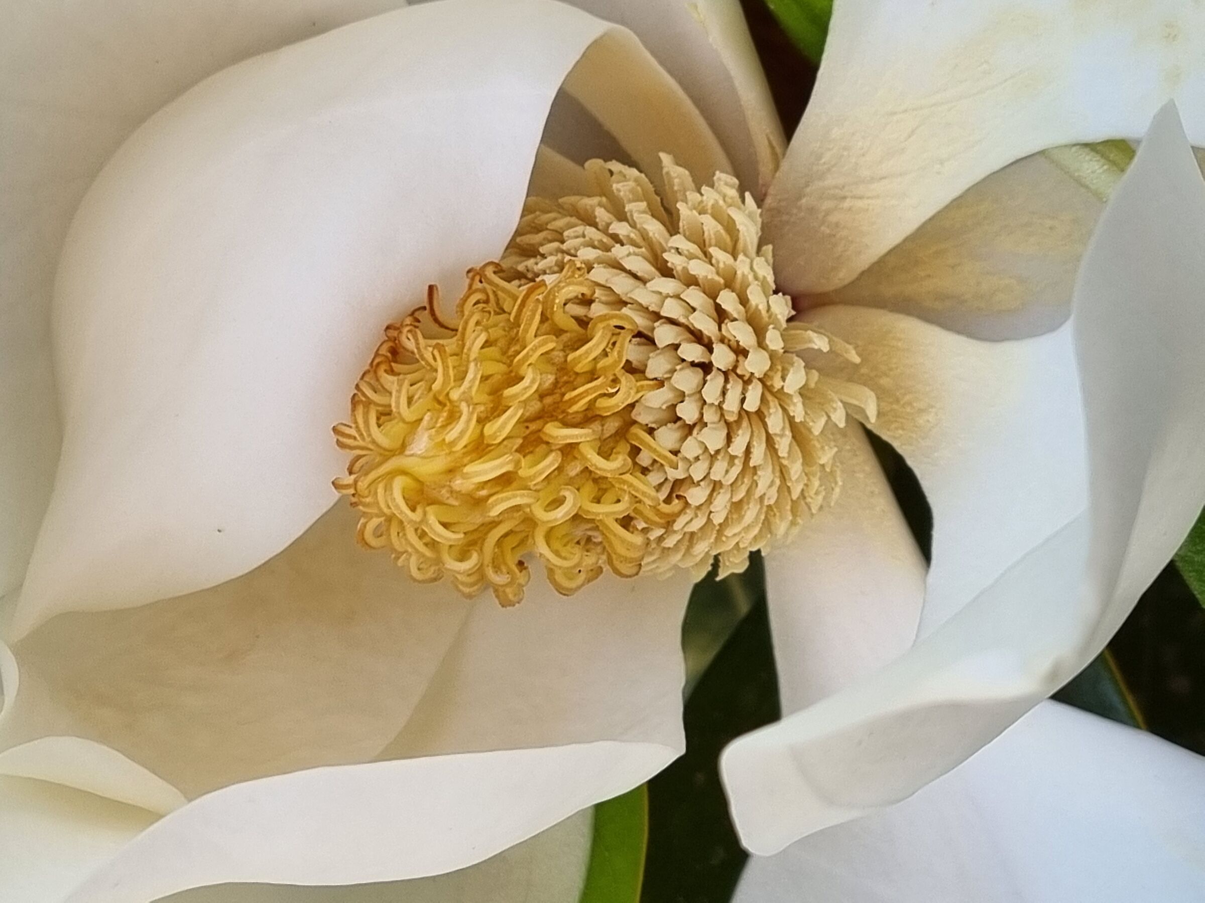 Cuore di Magnolia