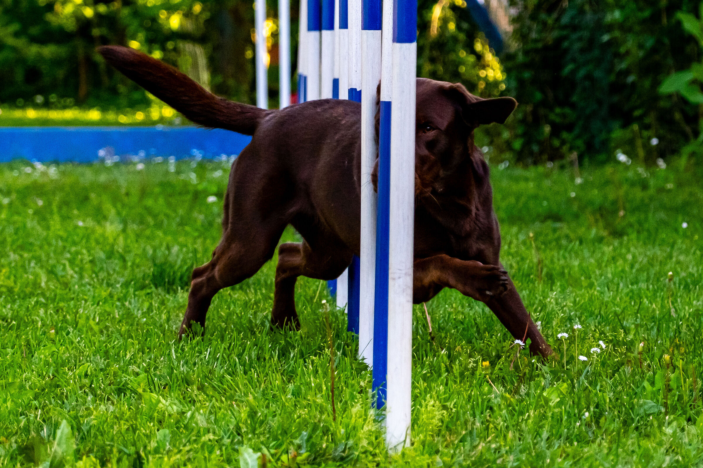 Zoe