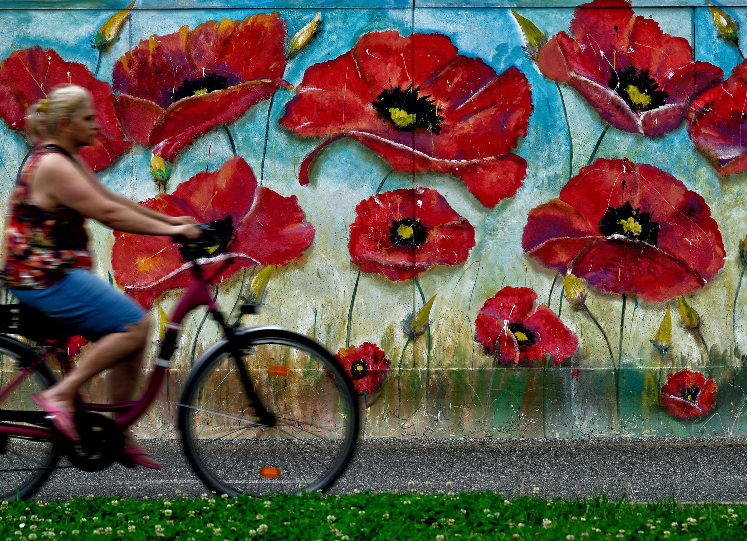 Poppies grow everywhere