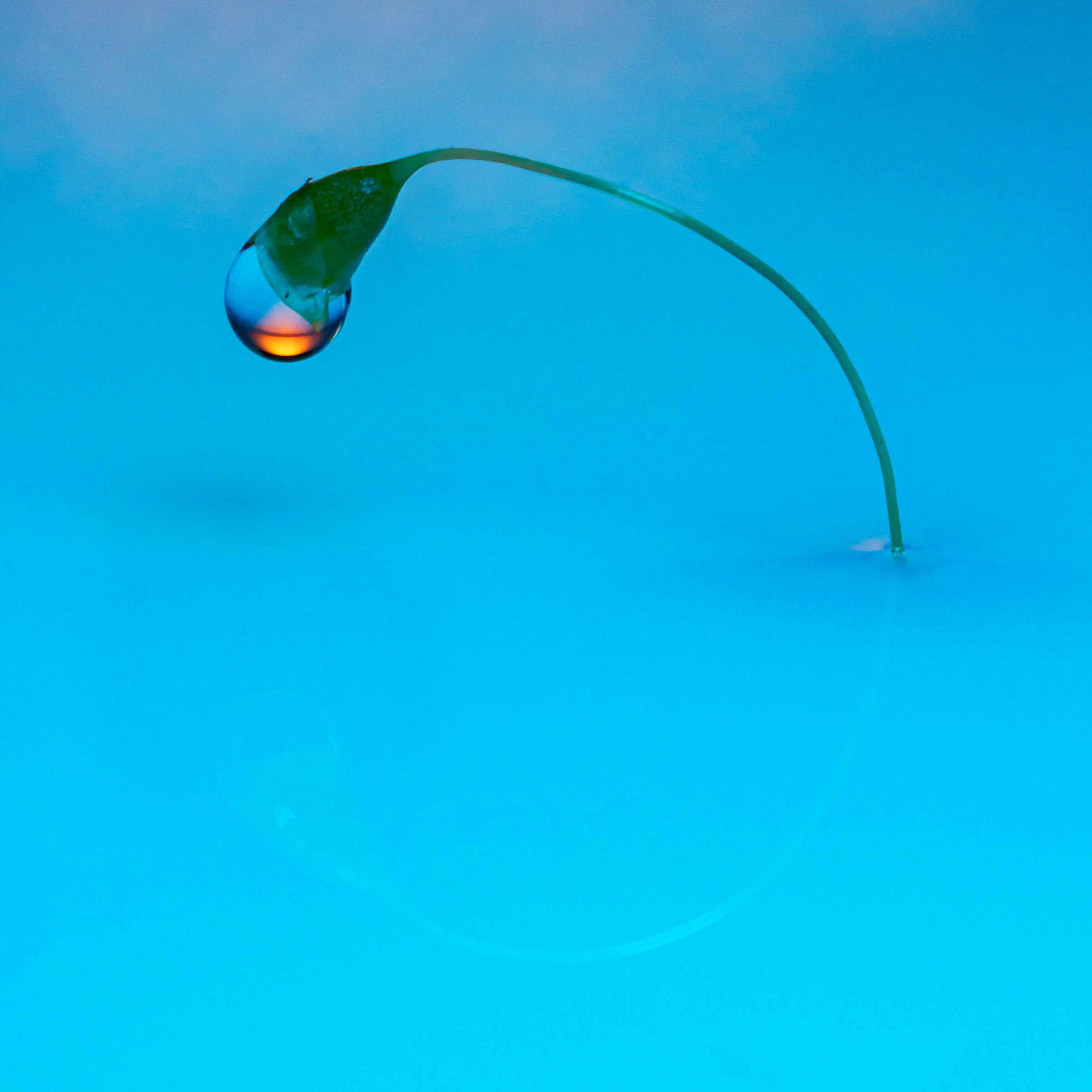 Bud with drop