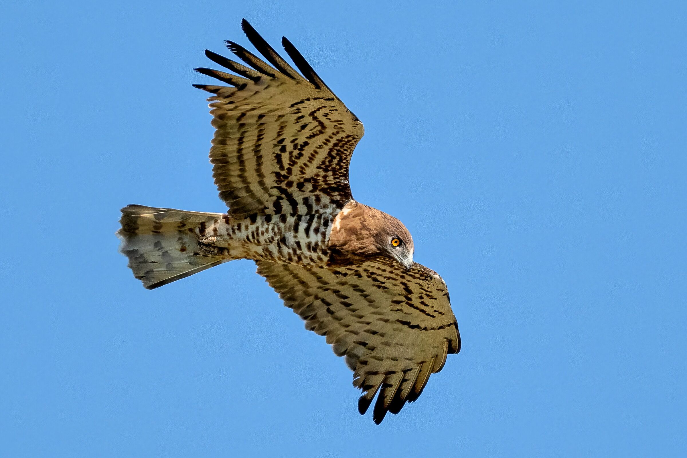Short-toed eagle or Snake eagle (Circaetus gallicus)
