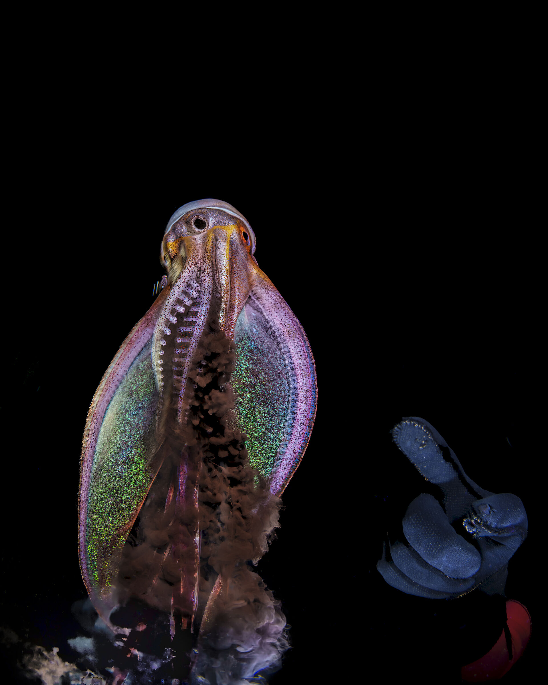 shuttle start for Black Sea !! blanket octopus