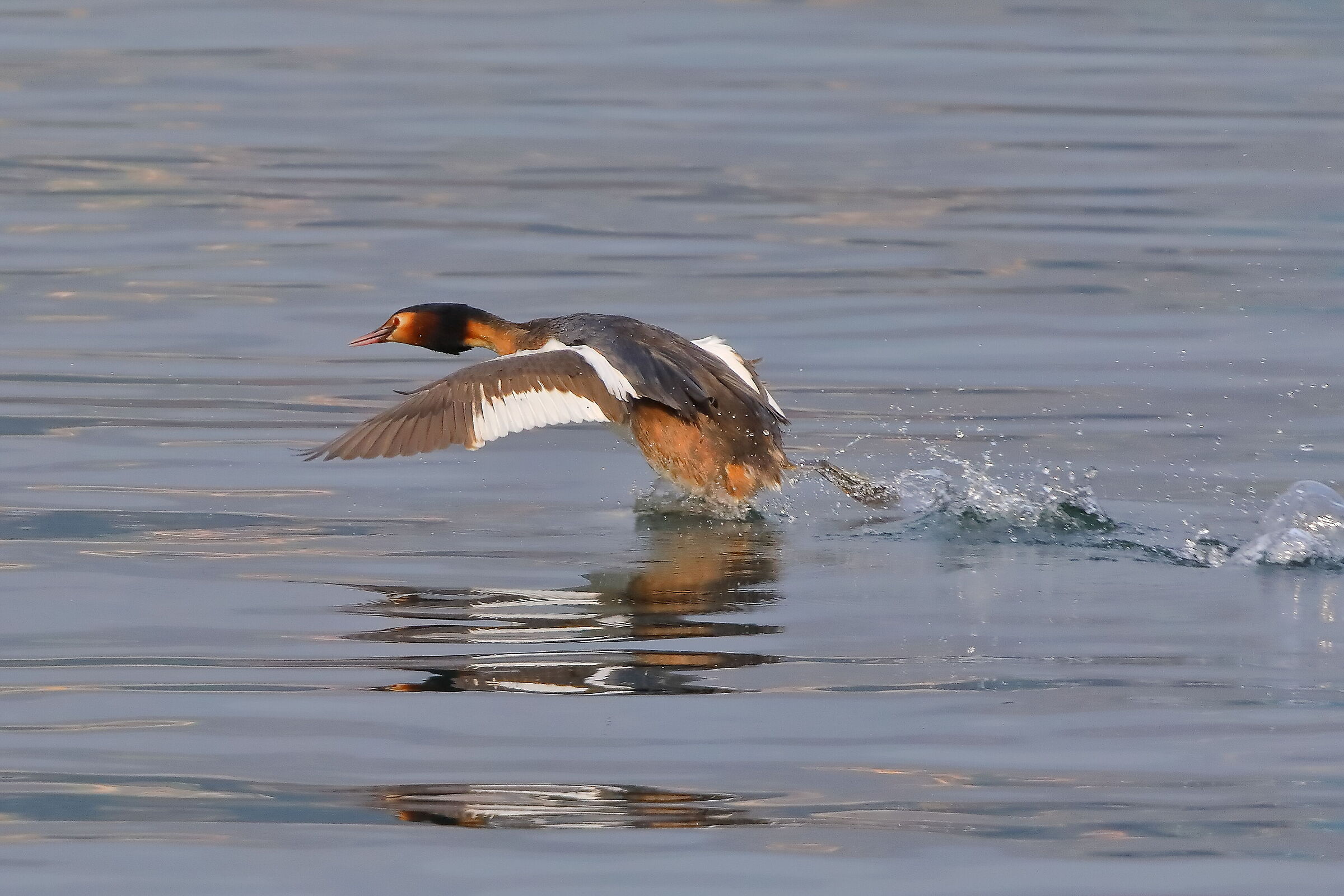 Grebe 20 March 2024 - 0109