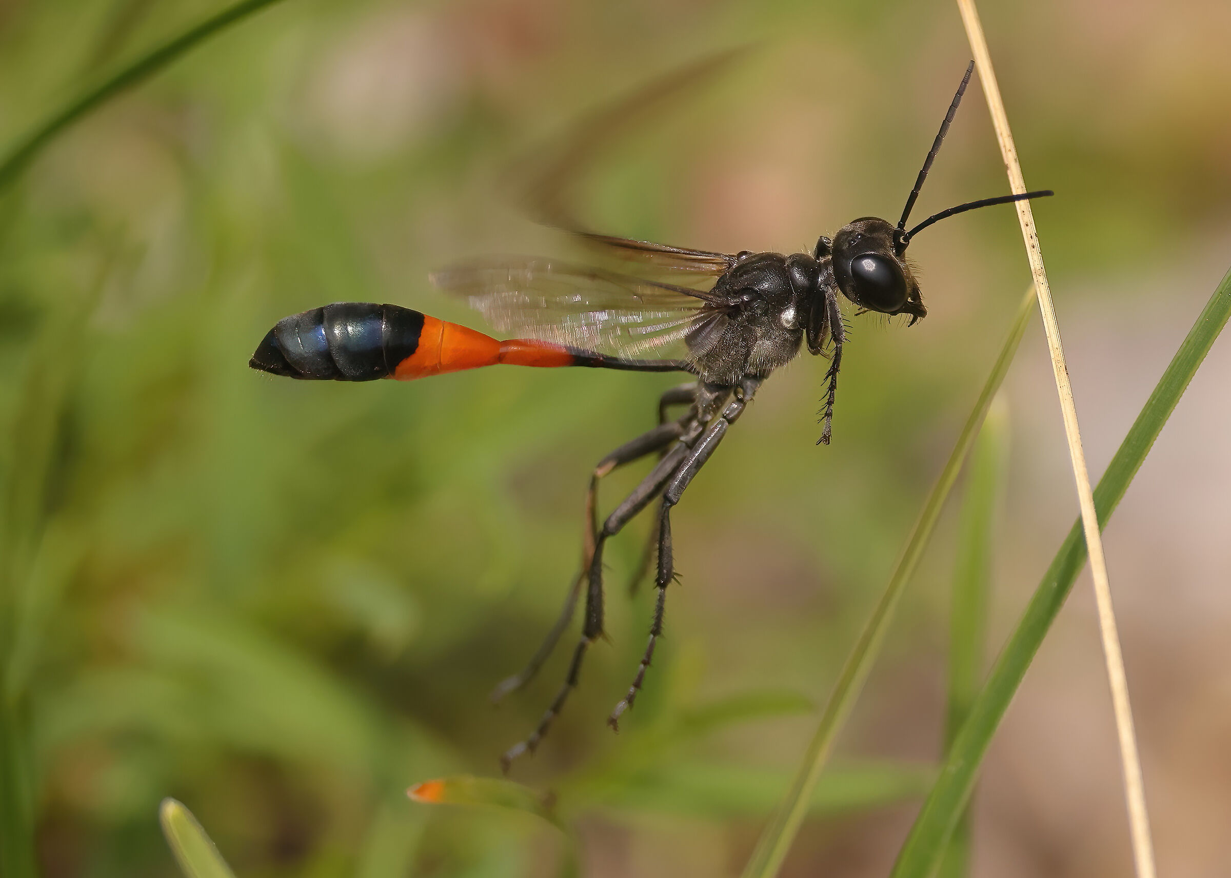 Ammophila sabulosa