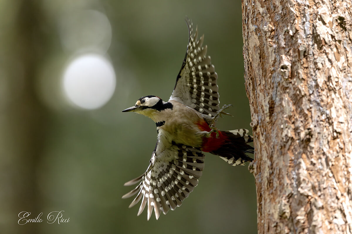 Spotted woodpecker