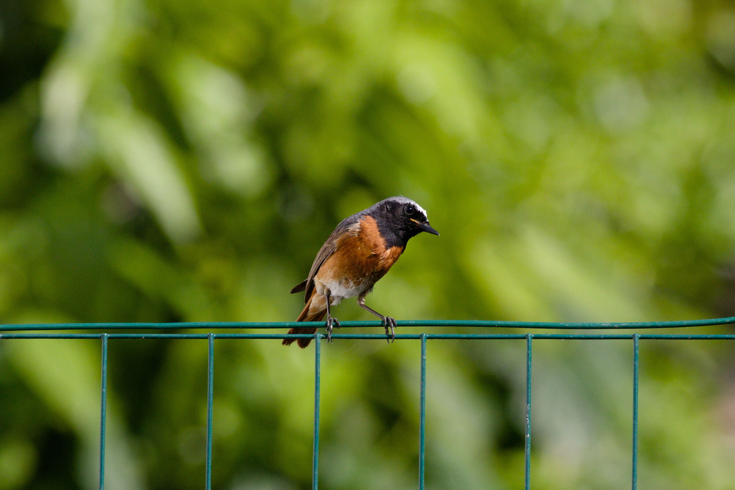 Male Redstart