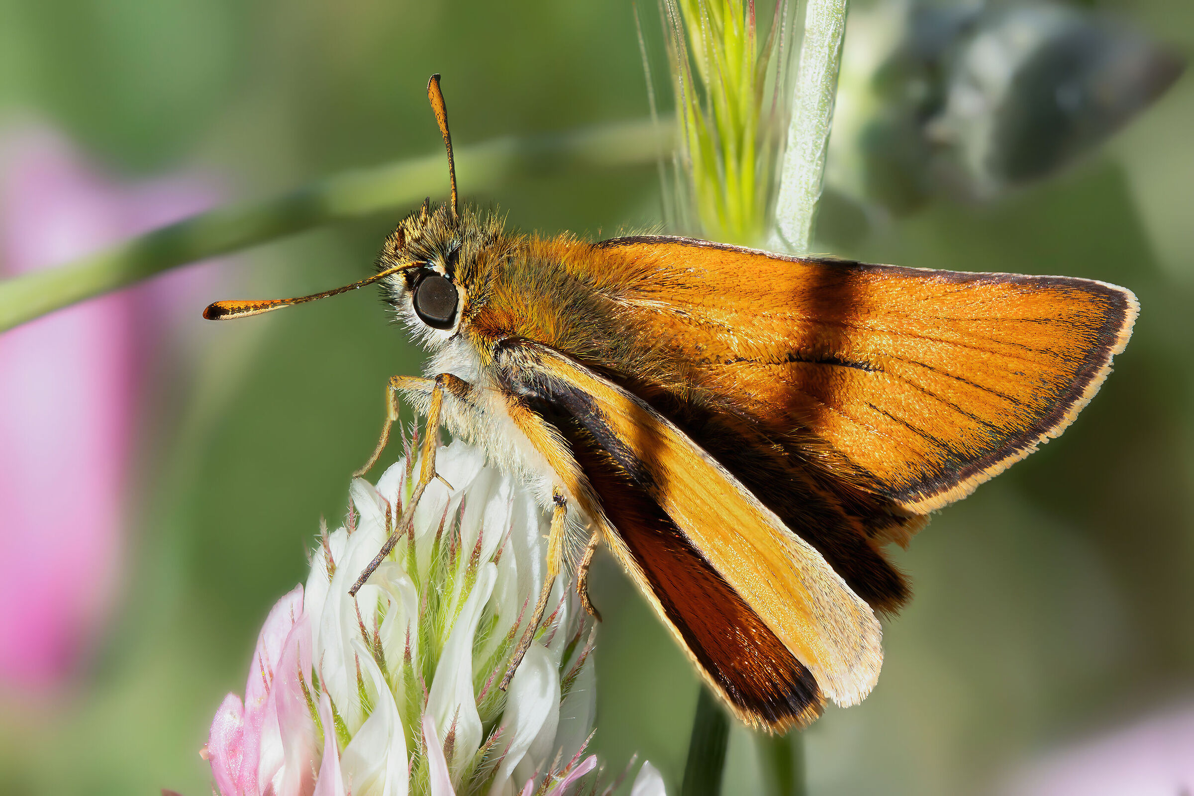 Thymelicus sylvestris