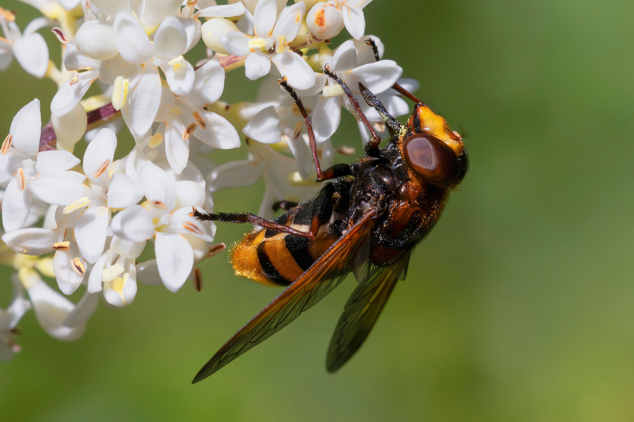 Syrphidae - Zonaria Volucella
