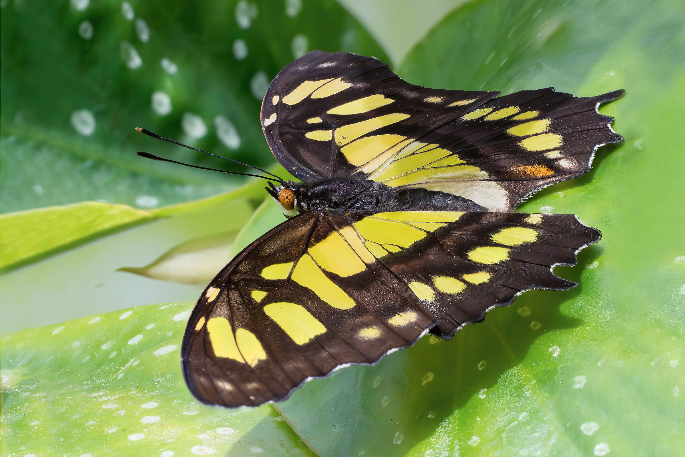 Siproeta stelenes