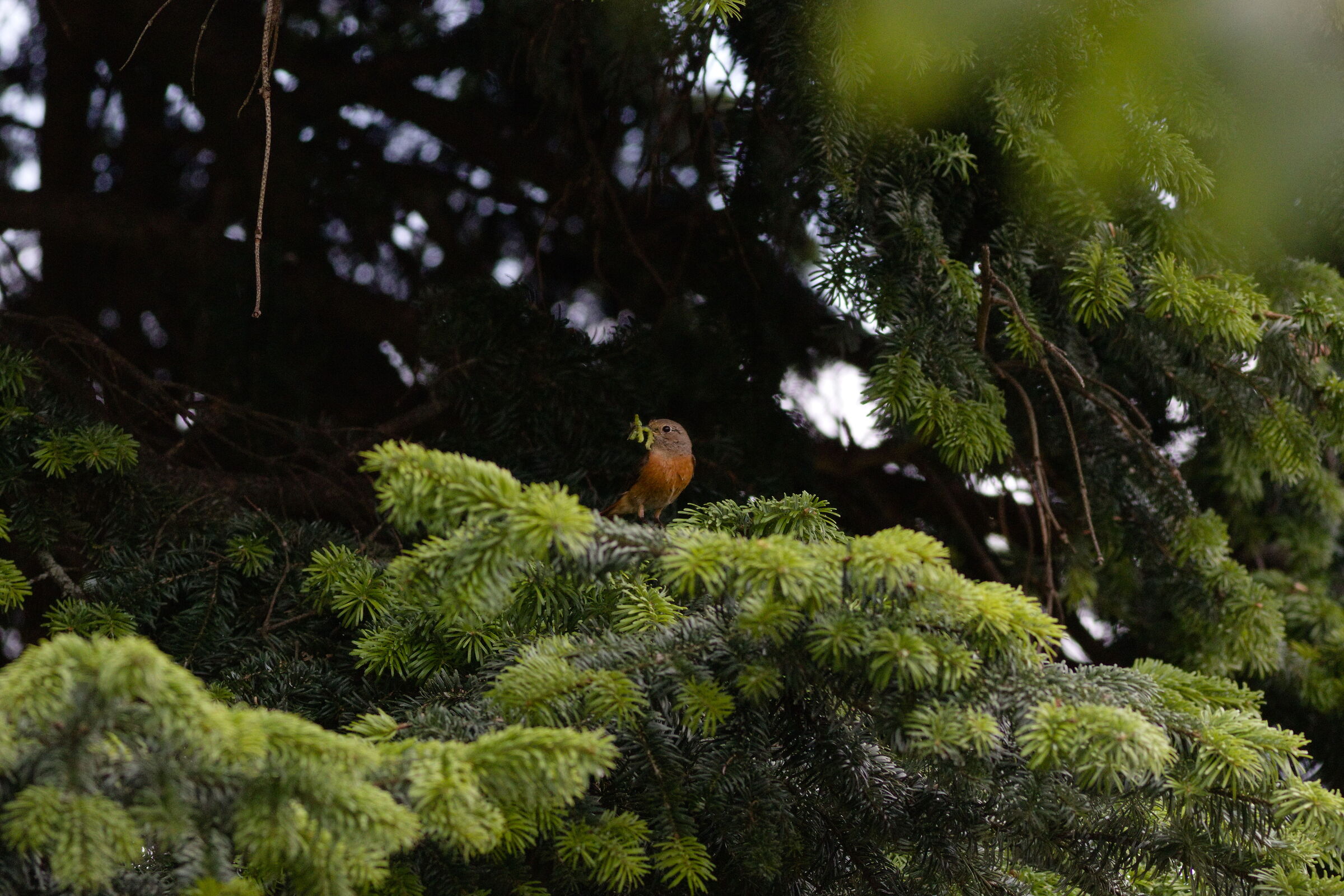 Snack among the fronds