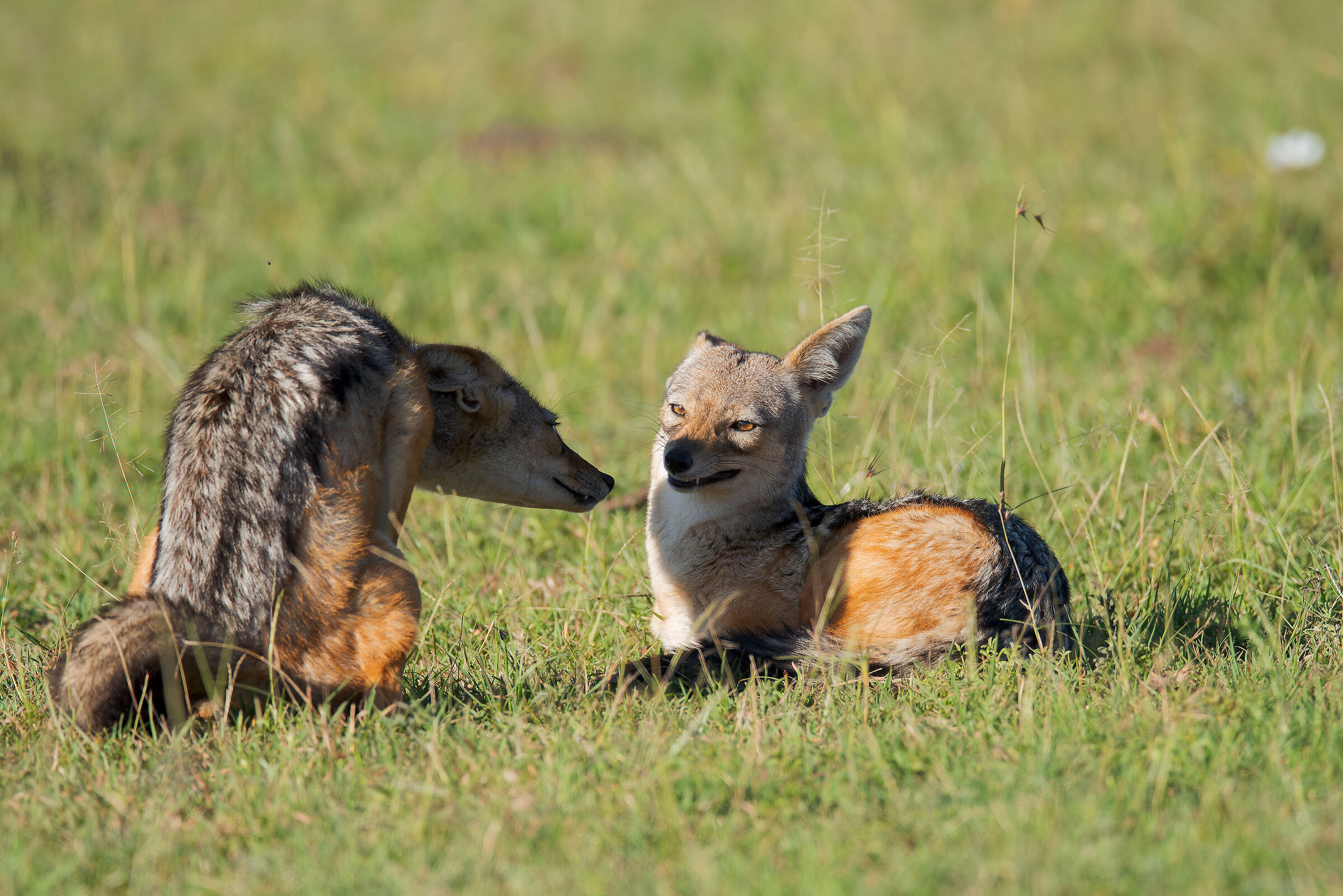 Pair of jackals