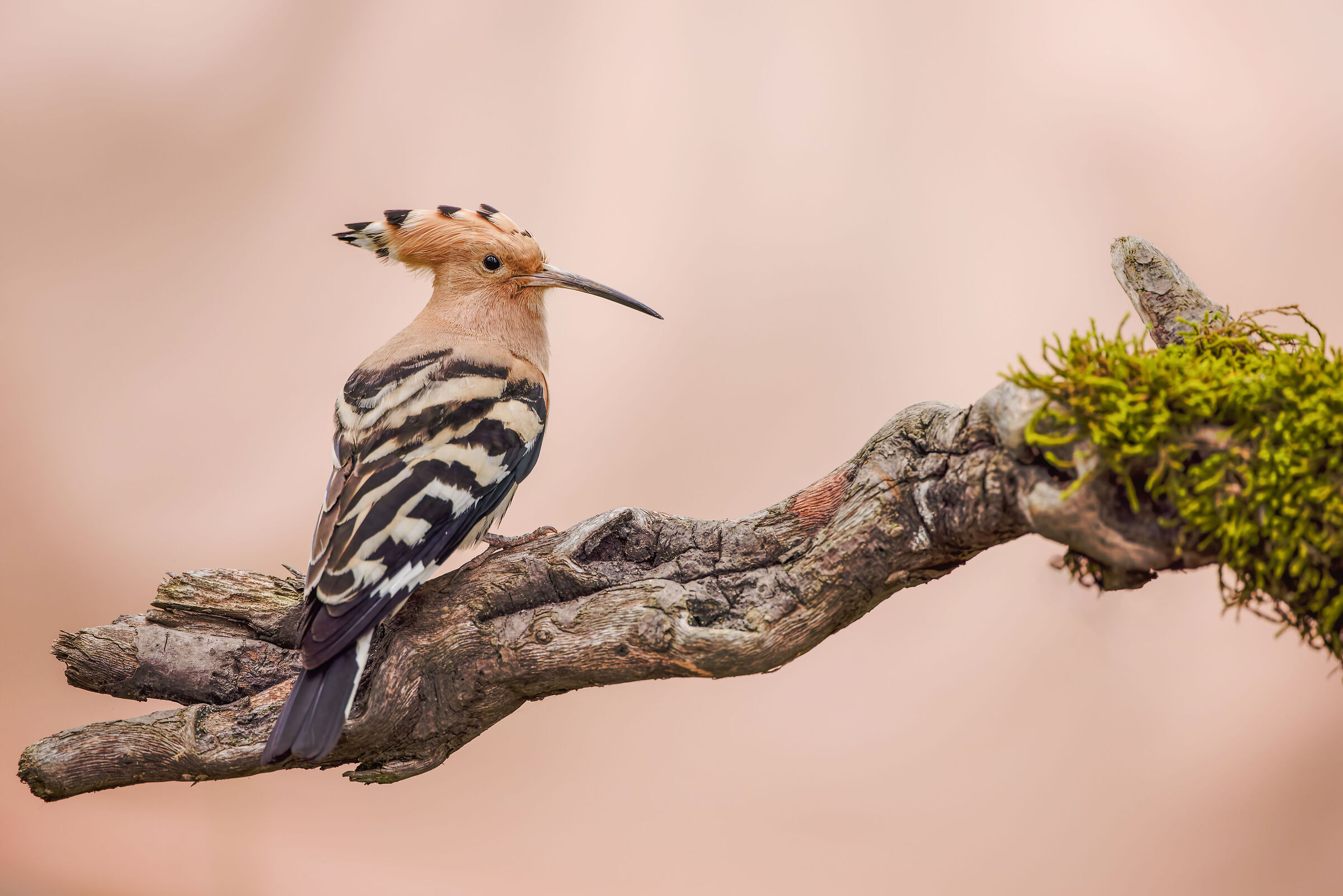 HOOPOE
