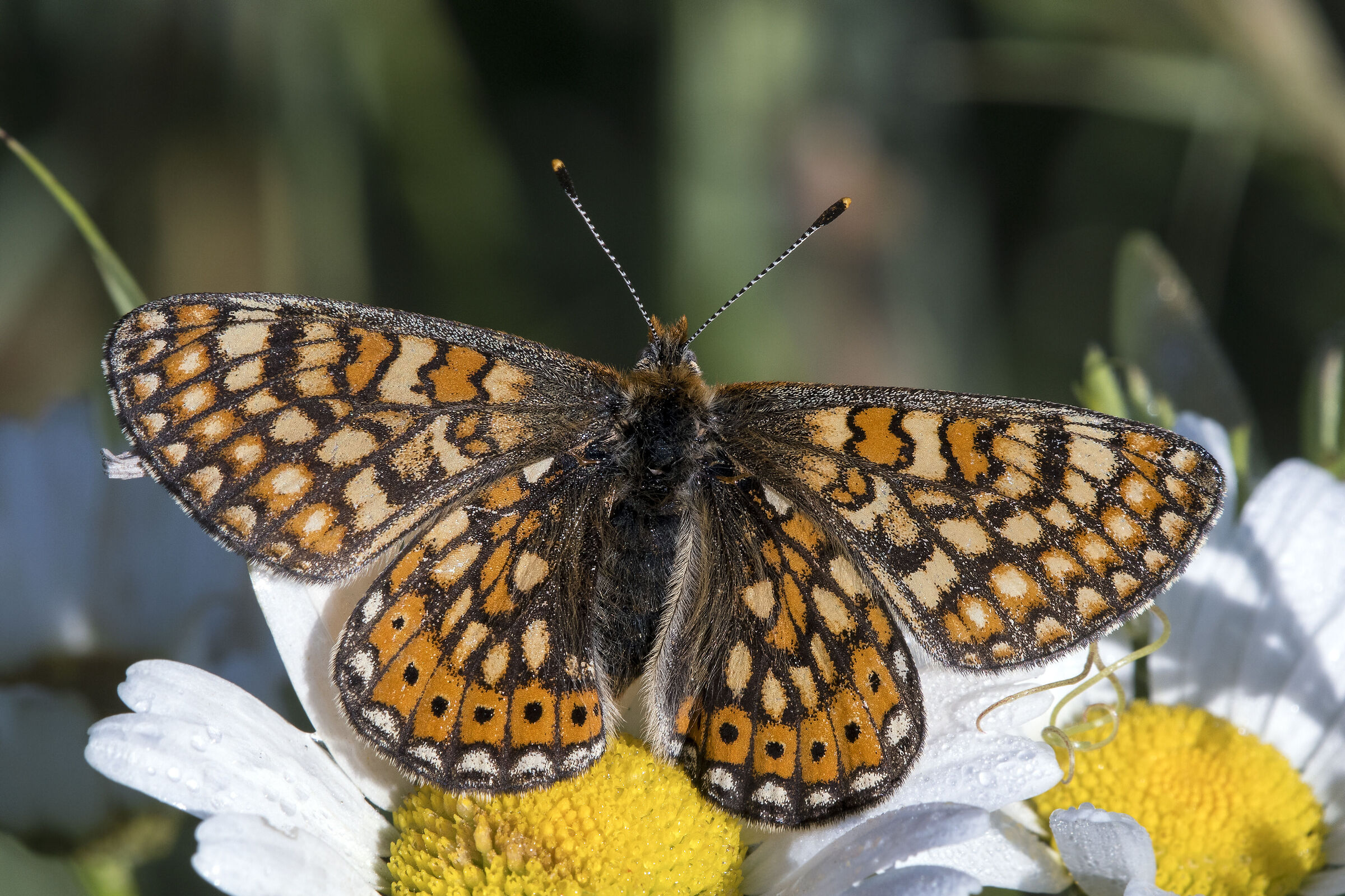 Euphydryas provincialis