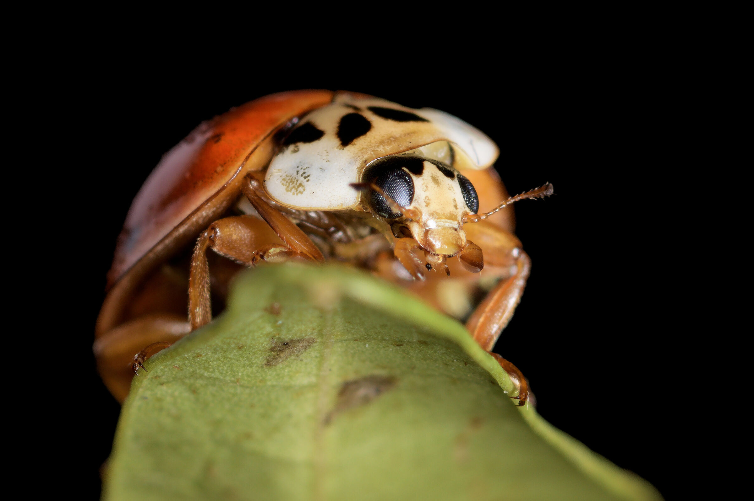 Coccinella - Coccinellidae