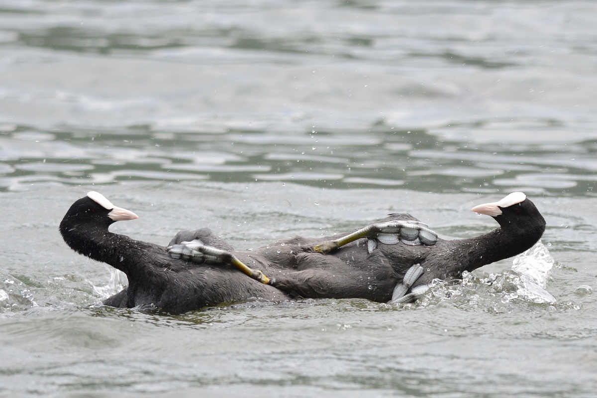 struggle between coots