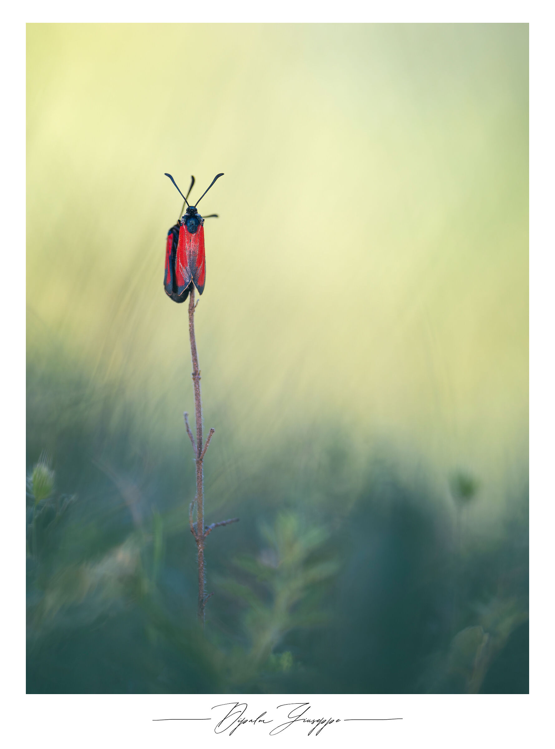 Zygaena sp.