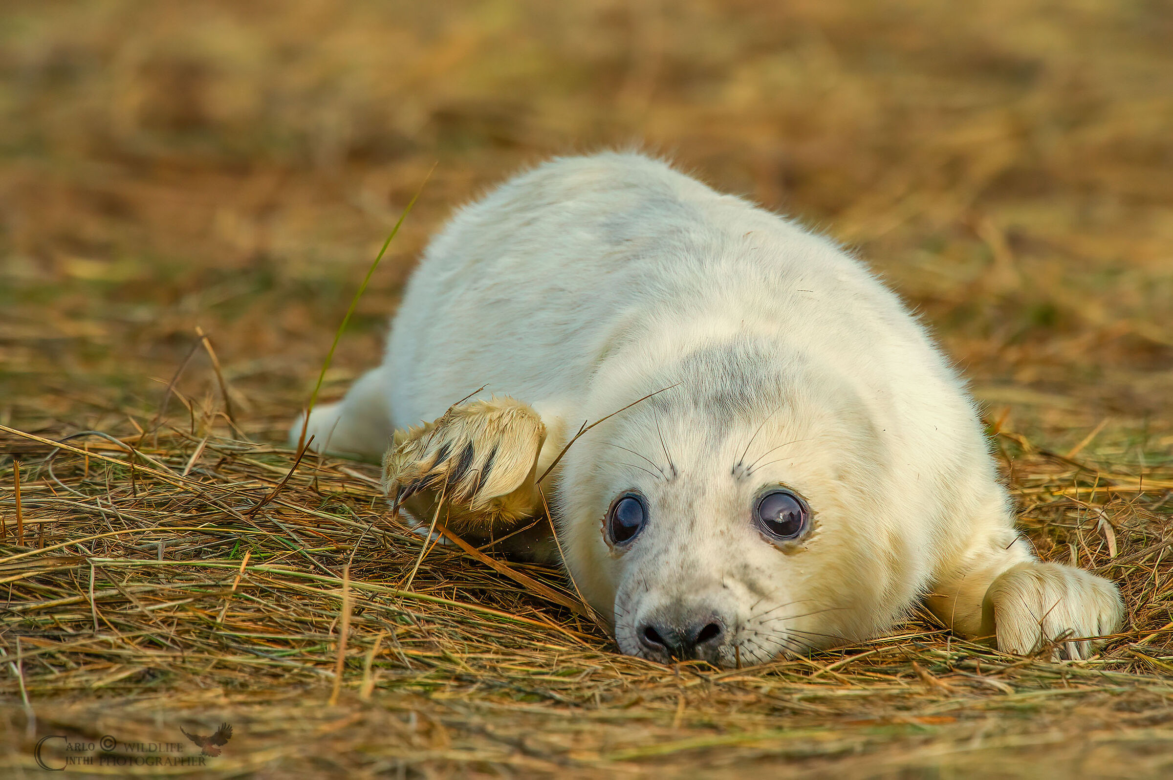 Grey Seal pup