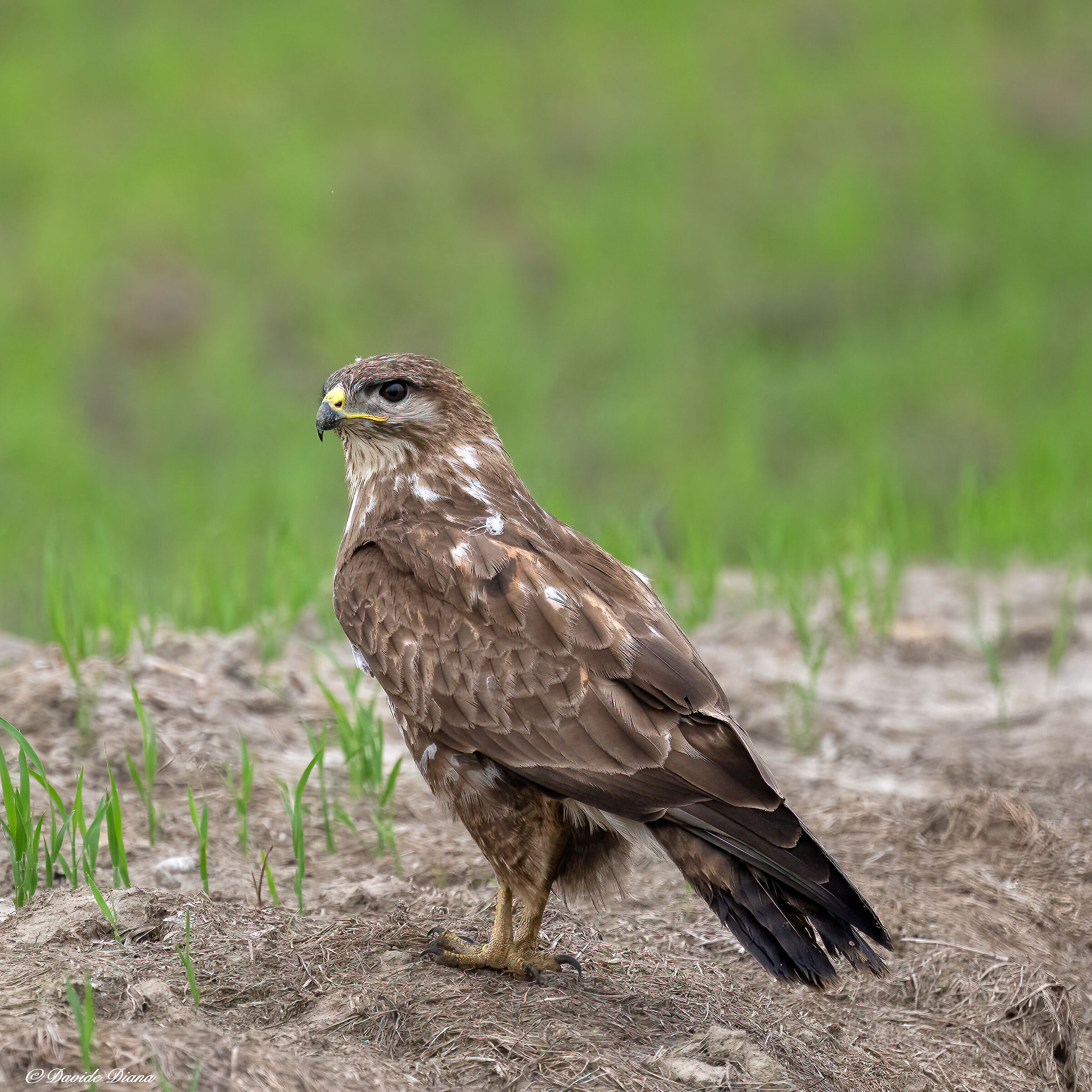 Poiana - Vercelli rice fields