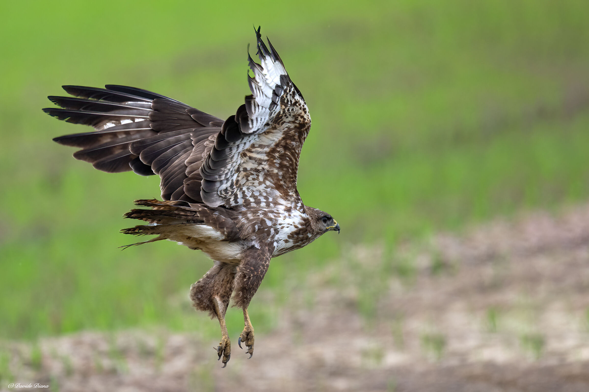 Poiana - Vercelli rice fields