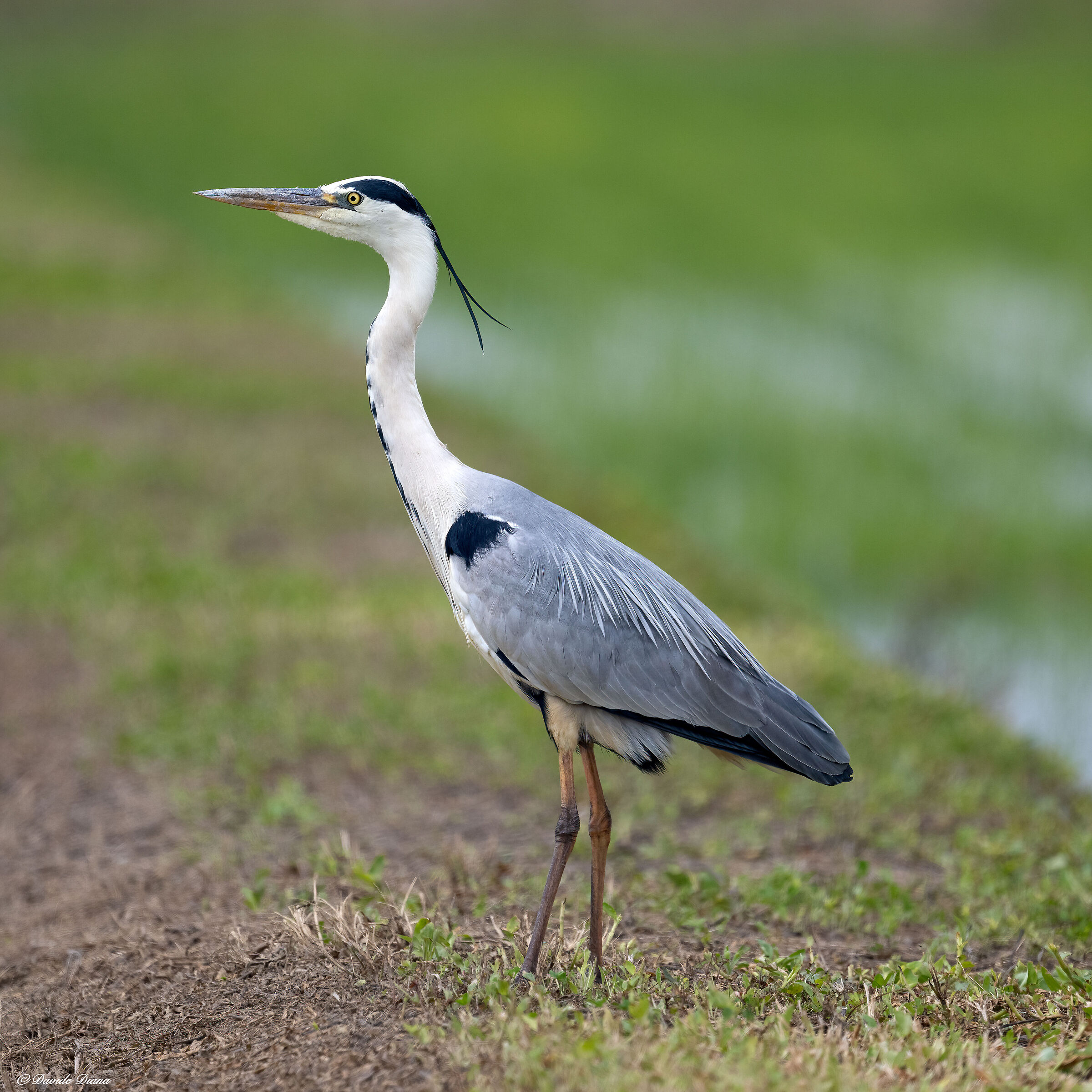 Grey heron