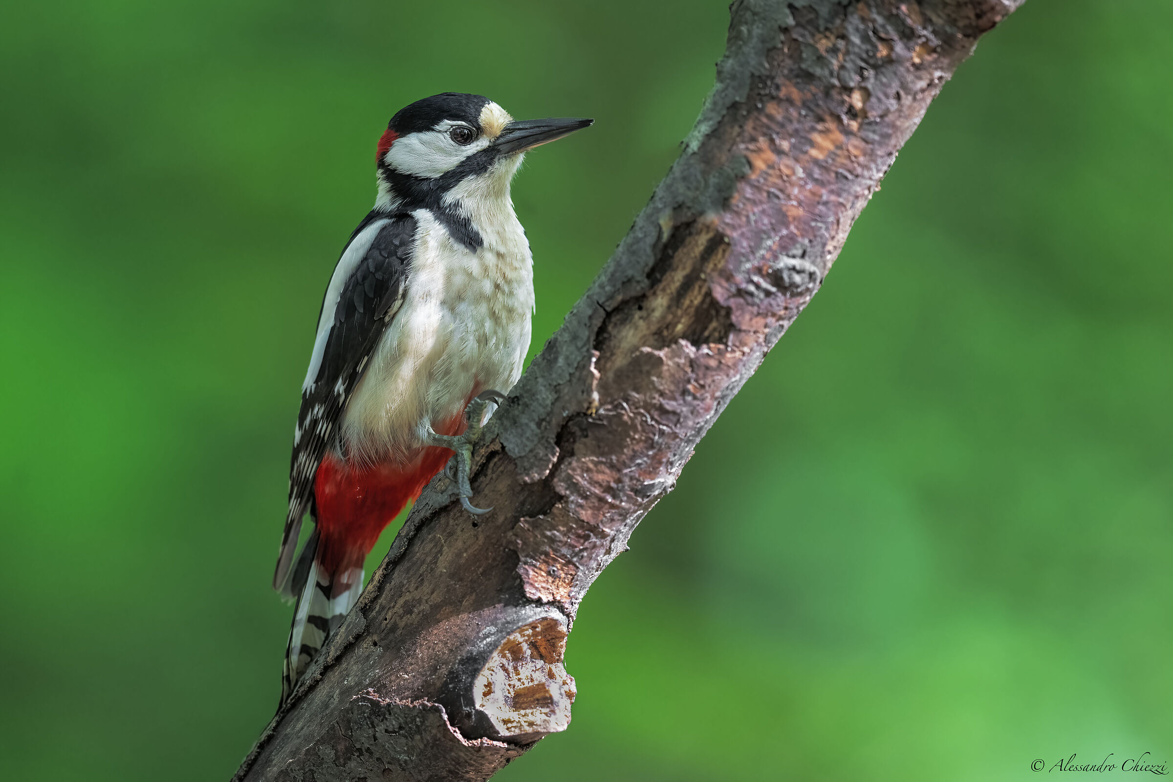 Great spotted woodpecker
