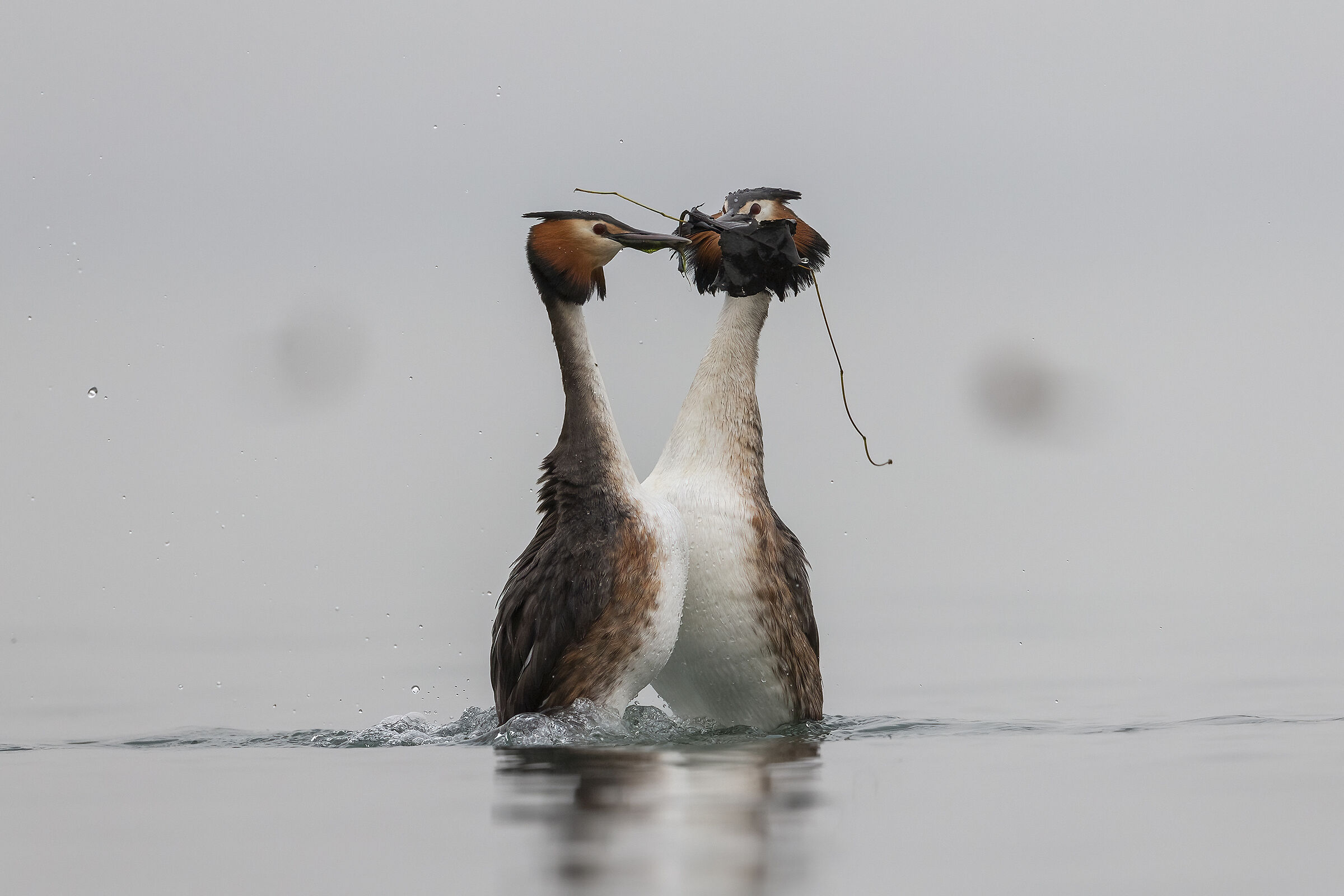 Grebes