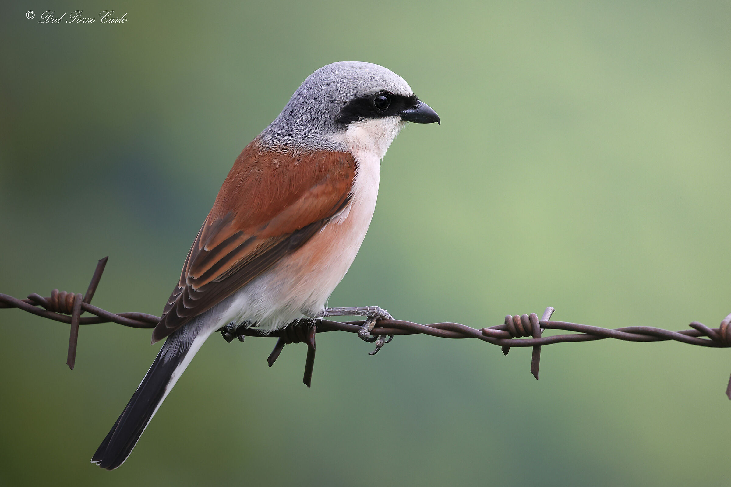 Red-backed shrike