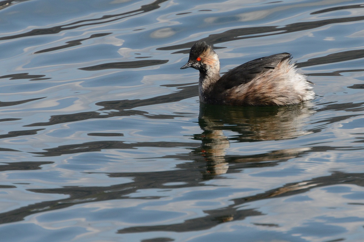 grebe less