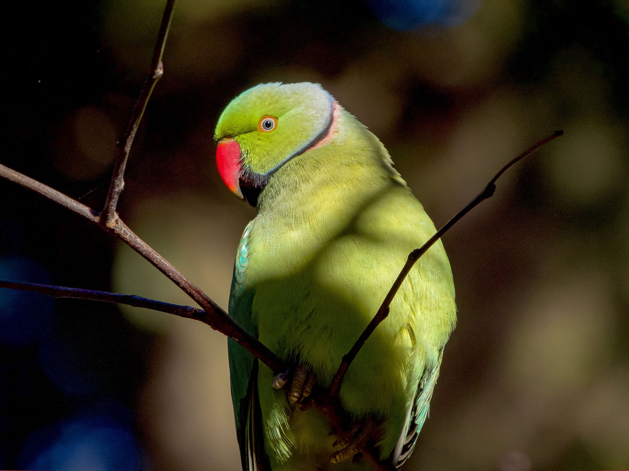 Collared parakeet