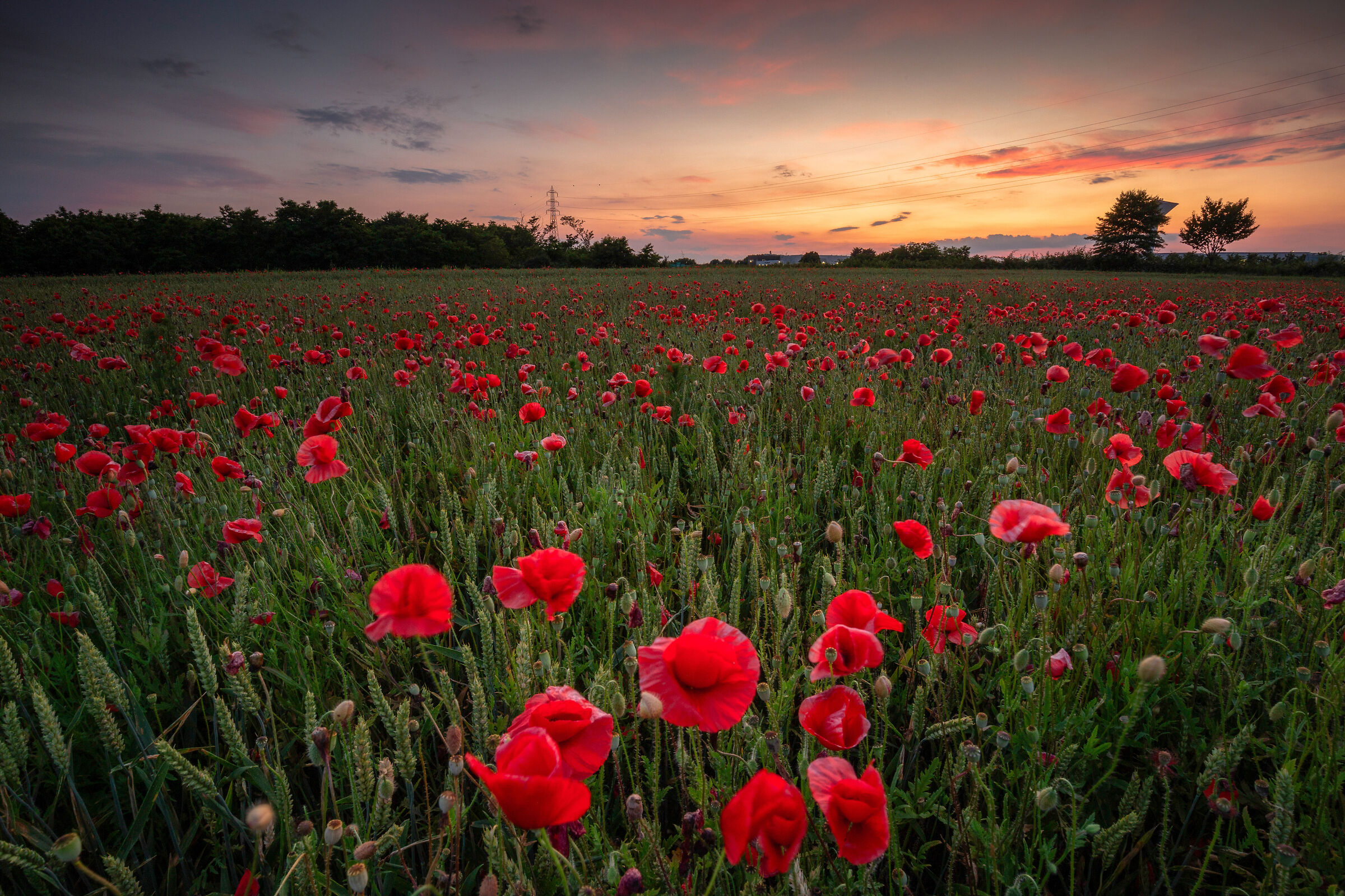 Poppies