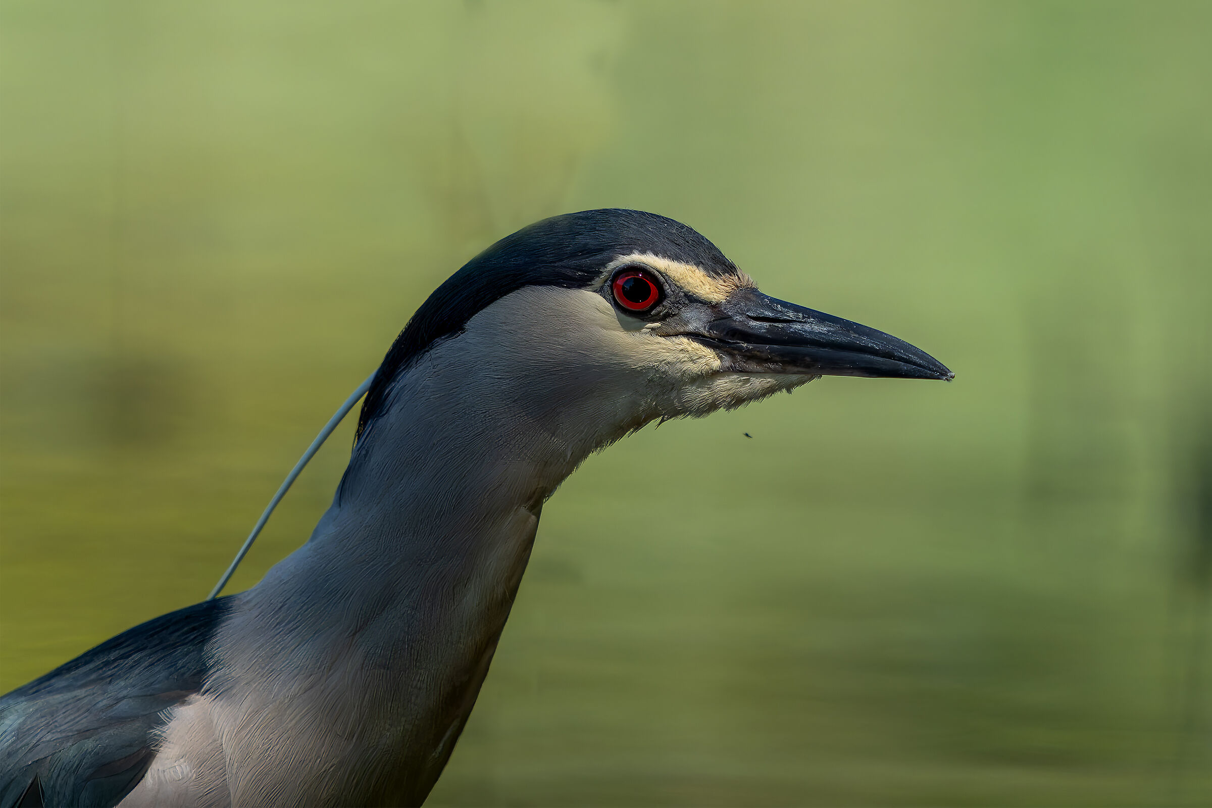 era proprio  troppo vicina
