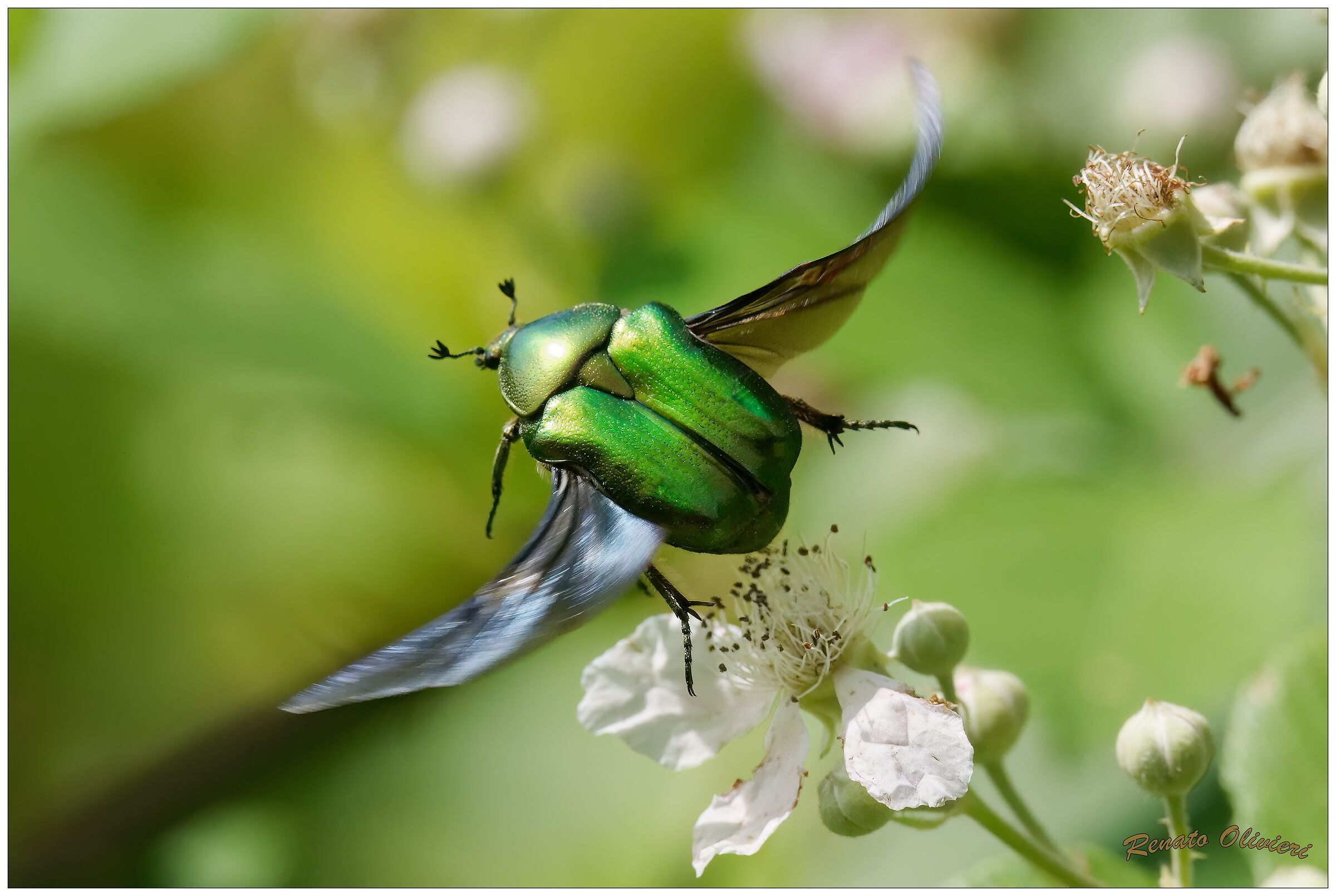 Golden Cetonia (Cetonia aurata) in flight