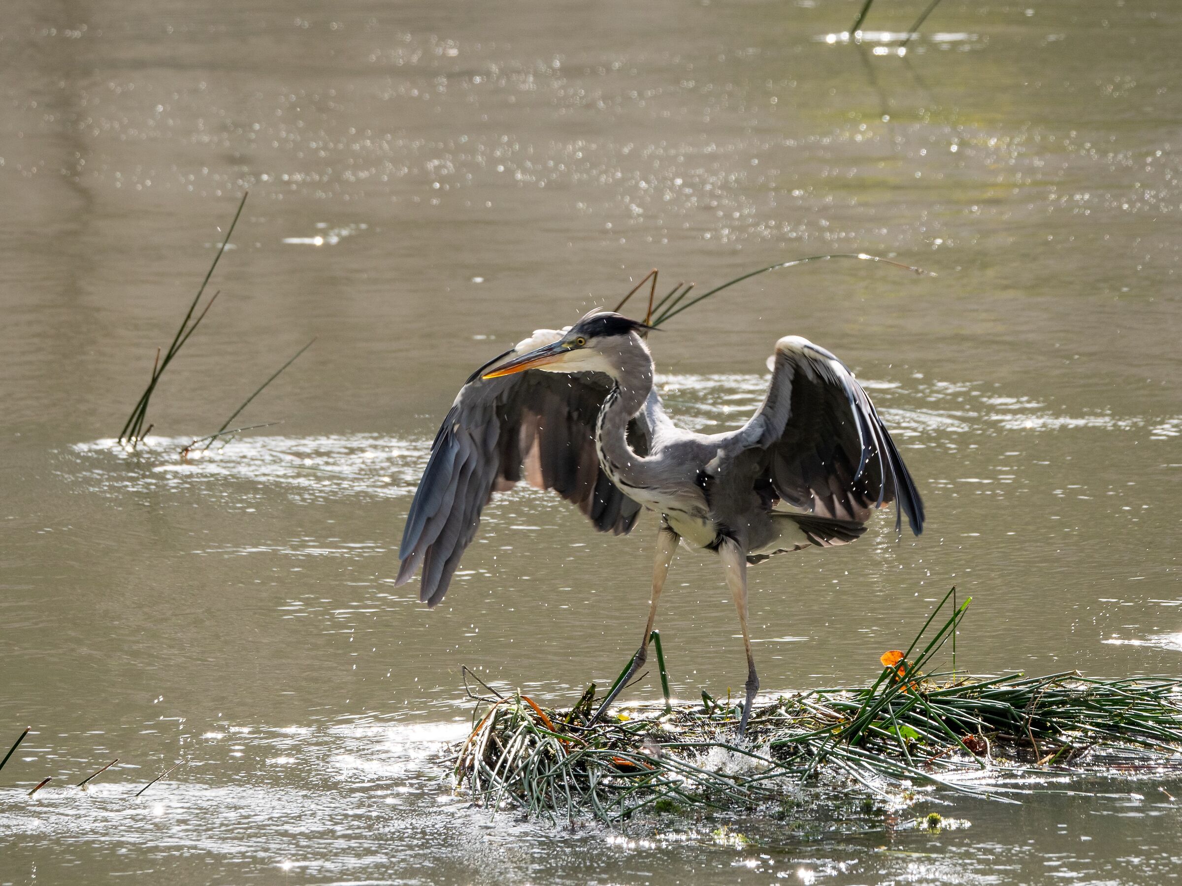 Grey Heron 1