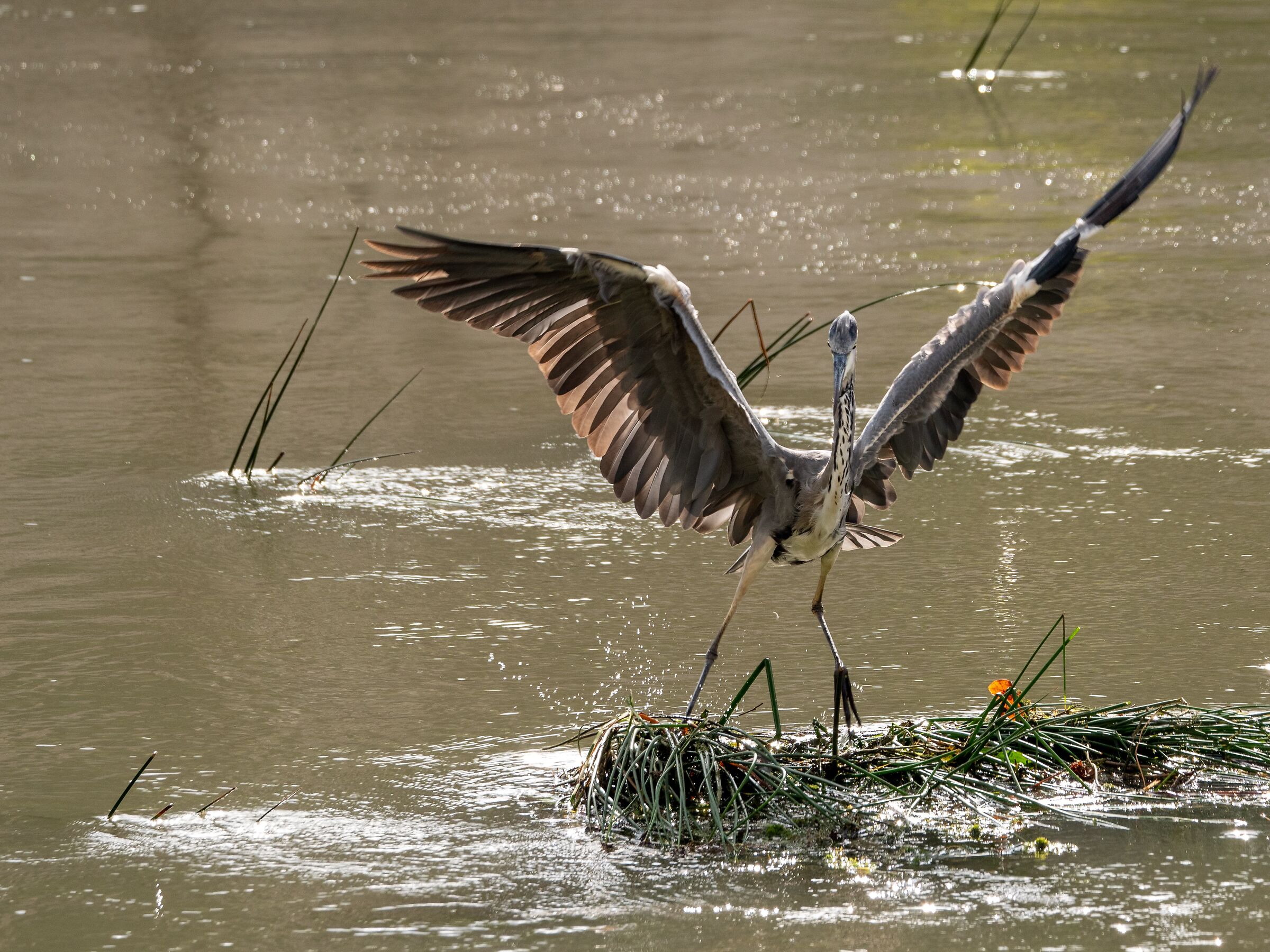 Grey Heron 2