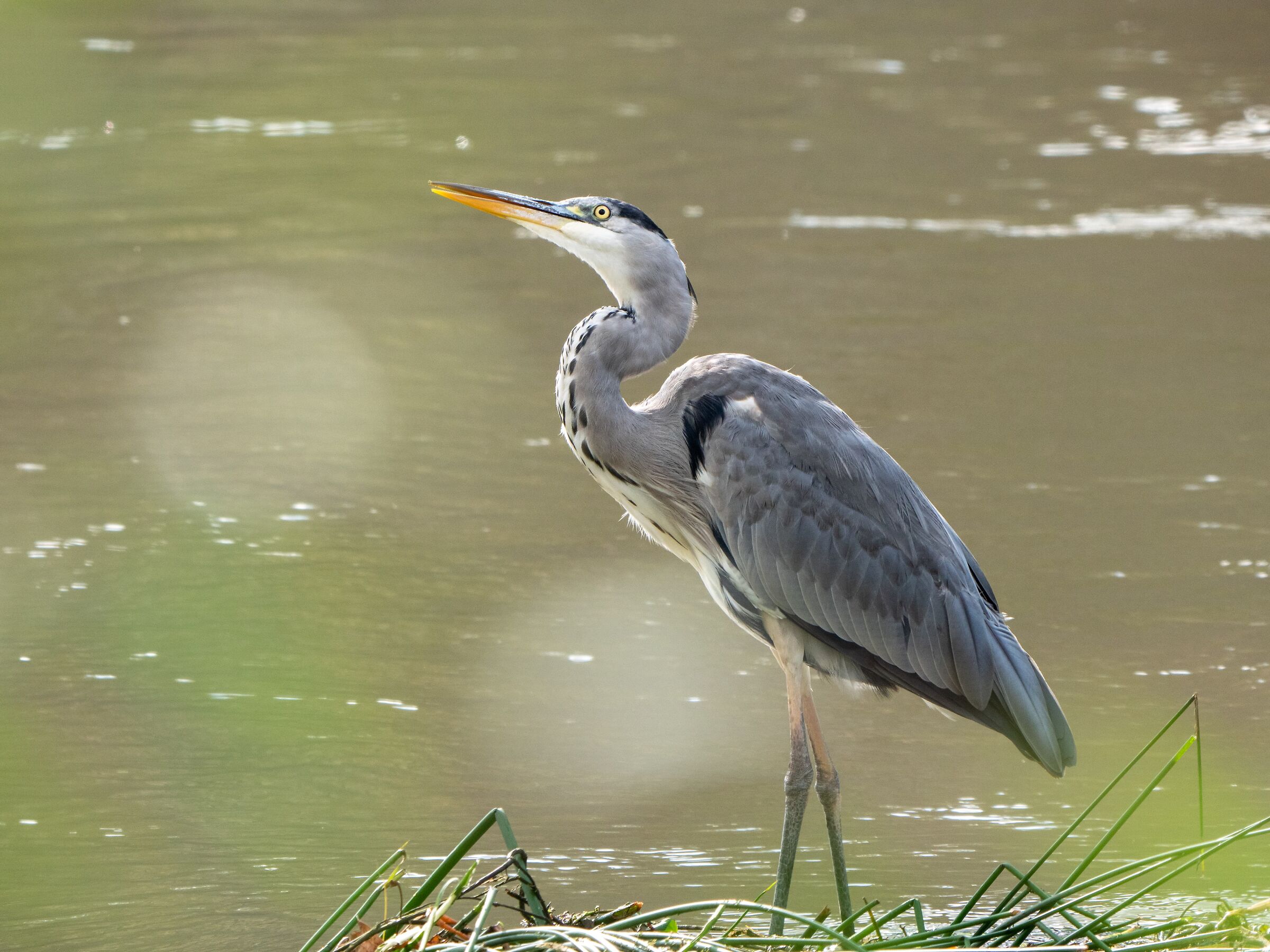 Grey Heron 3