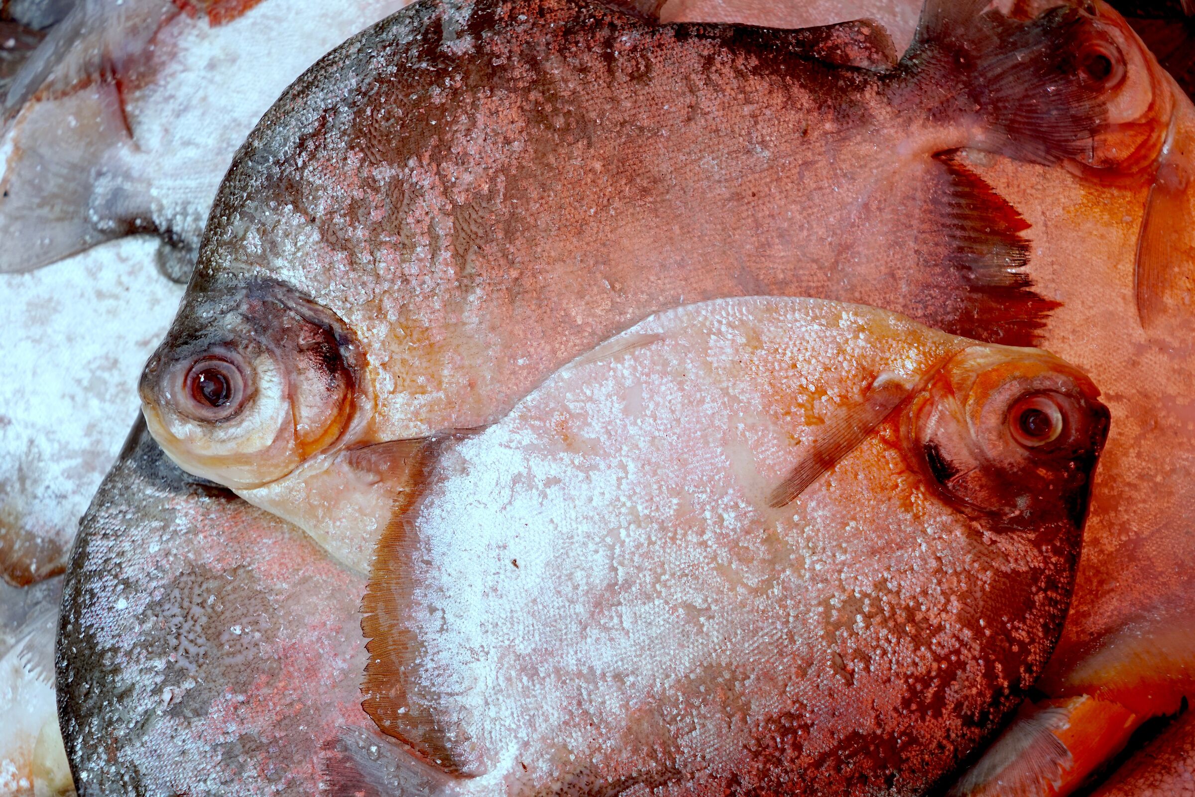 Rissi Fish